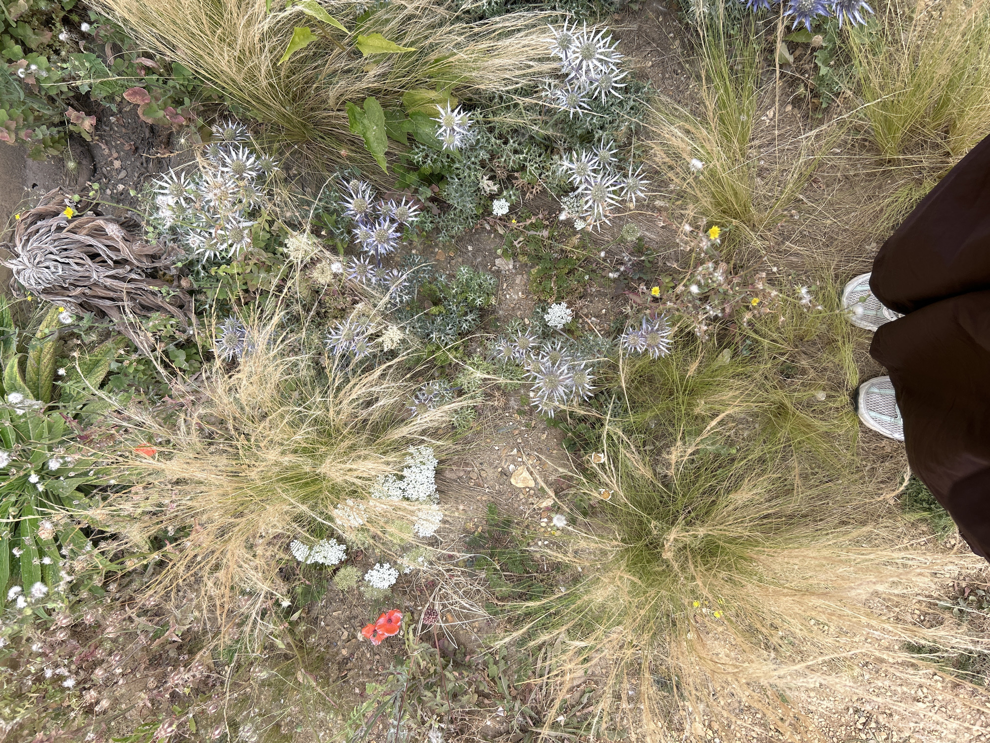 This is a top-down view of a person's feet and legs standing on a patch of ground covered in various plants and flowers. The person is wearing dark brown trousers and light grey and white sneakers. The ground vegetation is dense and includes tall, feathery golden grasses, clusters of white flowers, spiky blue-purple thistle-like flowers, and a few bright red poppy-like flowers. There are also dry, straw-colored plant materials and some green leaves. The ground itself appears to be a mix of soil and small stones. The overall impression is of a natural or wild garden area. This scene is located in Cambridge, United Kingdom.