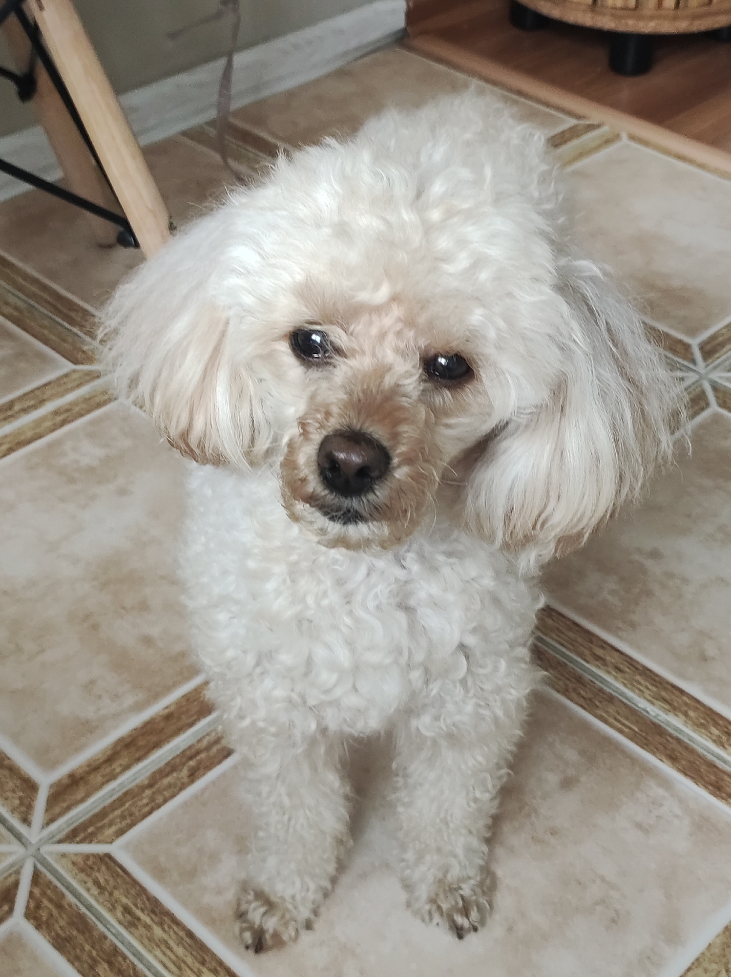 A cream-colored poodle stands on a tiled floor with a geometric pattern. The dog is facing the camera with its head tilted slightly. The floor tiles are mostly tan with brown accents. A wooden leg of a chair is partially visible in the upper left corner of the image. The bottom of a wicker or wooden object is in the background, partially in the upper right corner.
Location: Information about the city of Chaikovsky, Russia is not discernible from the visible image and is outside the scope of this observation.