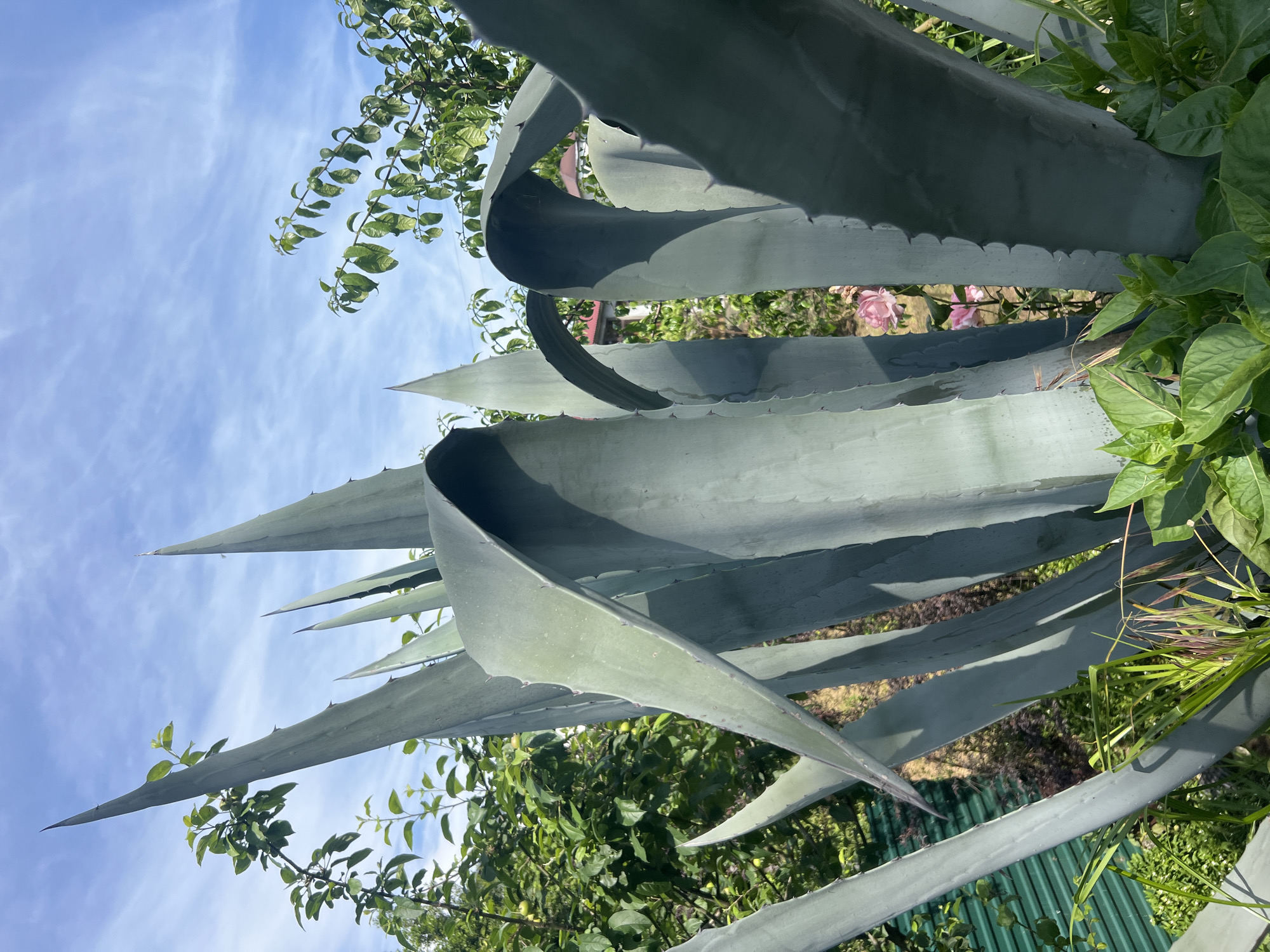 A low-angle, outdoor shot captures a large Agave plant dominating the foreground and midground, under a bright blue sky with scattered wispy white clouds. The agave features numerous thick, rigid, grey-green leaves, many with sharp, dark-tipped spines along their margins and pointed apices. Several leaves curve upwards and outwards, creating prominent shadows on their undersides and adjacent leaves due to direct sunlight.
In the background on the left, dense green foliage from trees or large bushes is visible, with small, light green, spherical fruits present on some branches. Towards the right background, through gaps in the agave leaves, glimpses of additional green foliage, dry earth, and a residential structure with a reddish-tiled roof are observable. A pink rose bloom is also visible through a narrow gap between agave leaves in the lower mid-ground. The lower left portion of the image reveals a section of a bright green corrugated metal surface, likely a fence or roof, surrounded by various green ground vegetation. The overall scene is brightly lit, indicative of a clear, sunny day in the city of Unknown, Unknown.