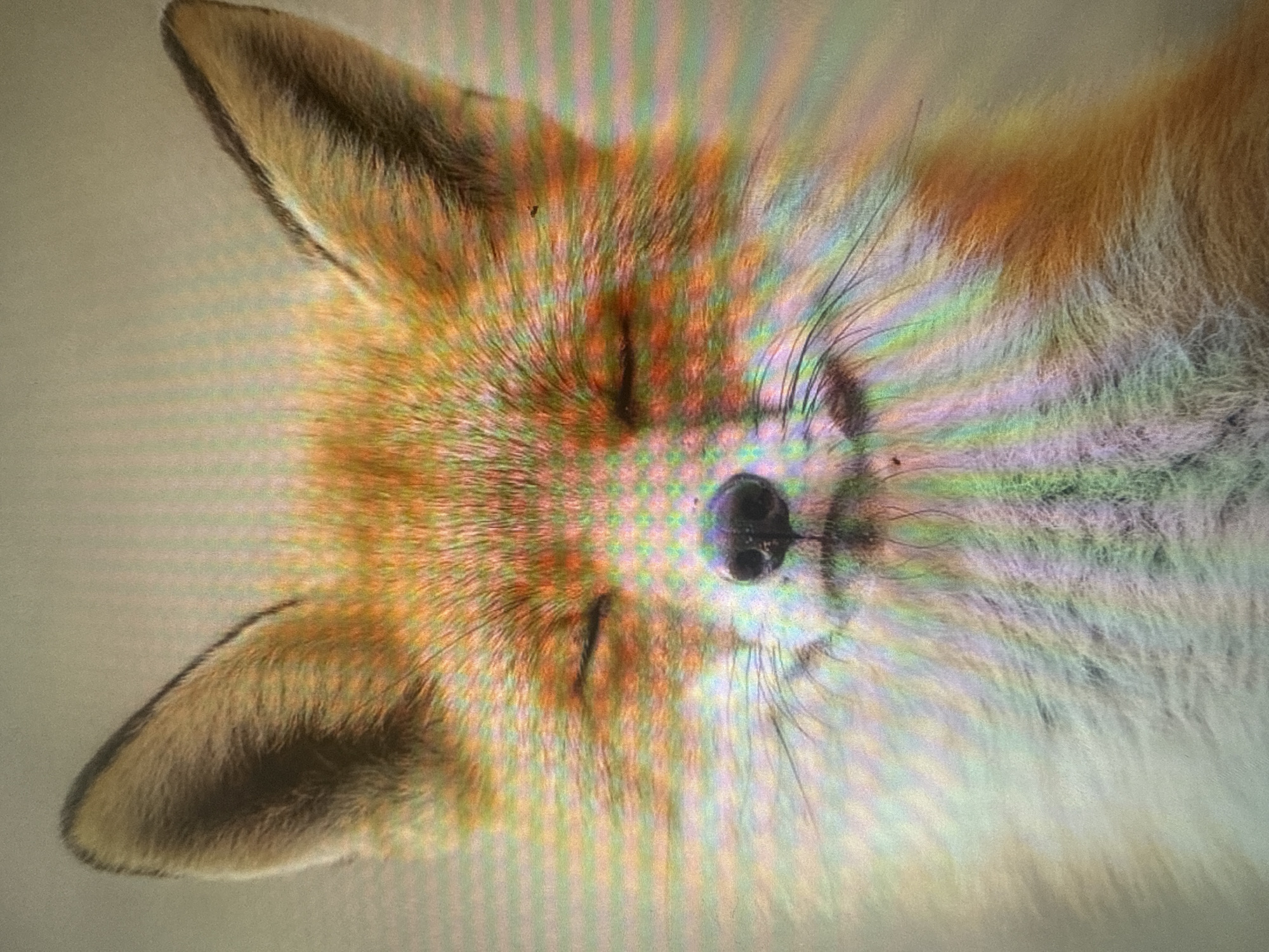 The image is a close-up portrait of a red fox with its eyes closed. The fox's fur is primarily orange and white, with prominent dark markings on its ears. Its nose is dark and wet. The background is a muted, neutral color. The image appears to be digitally rendered or heavily filtered, exhibiting a distinct pixelated quality with colorful vertical banding effects, possibly due to a display artifact or compression. There is no visible indication of any specific location, city, or country, including Dykivka, Ukraine.