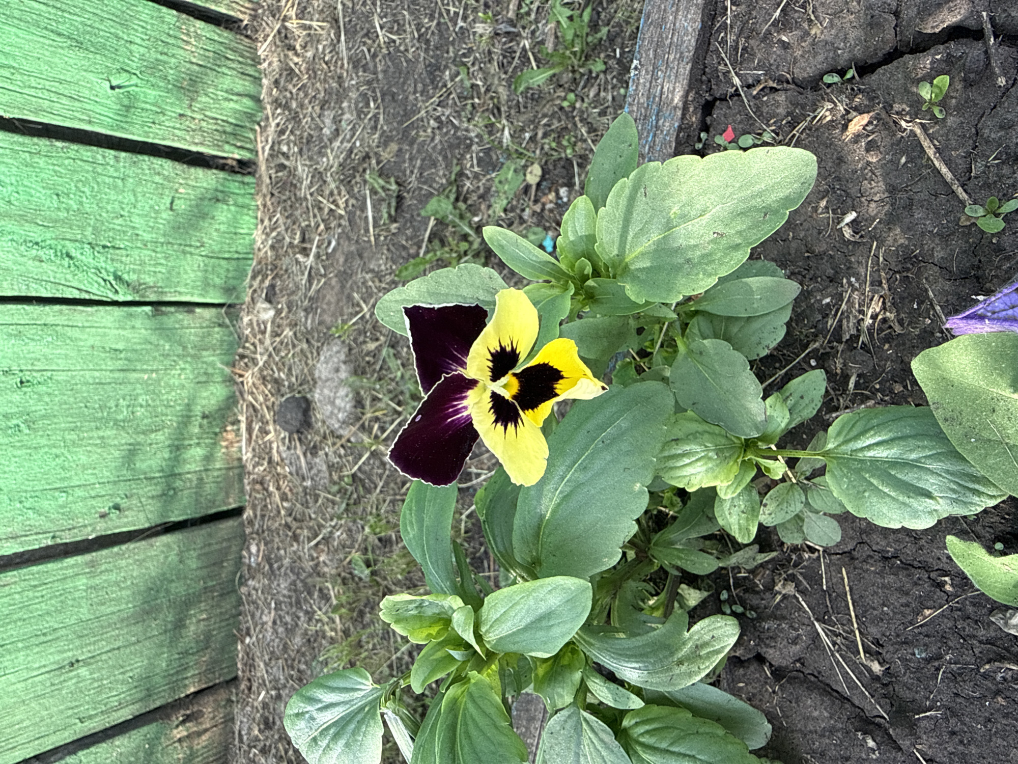 In the city of Chuy-Atasevo, Russia, a close-up shot reveals a single, vibrant pansy bloom with dark purple upper petals and bright yellow lower petals, marked with a black "face" and fine purple veins. The flower is surrounded by lush green foliage, growing from dark, cracked soil. In the background, a weathered, bright green wooden fence stands, its vertical planks showing signs of age. The ground beneath the fence is covered with dry grass and straw. A weathered wooden plank is visible along the bottom edge of the frame, bordering the soil.
