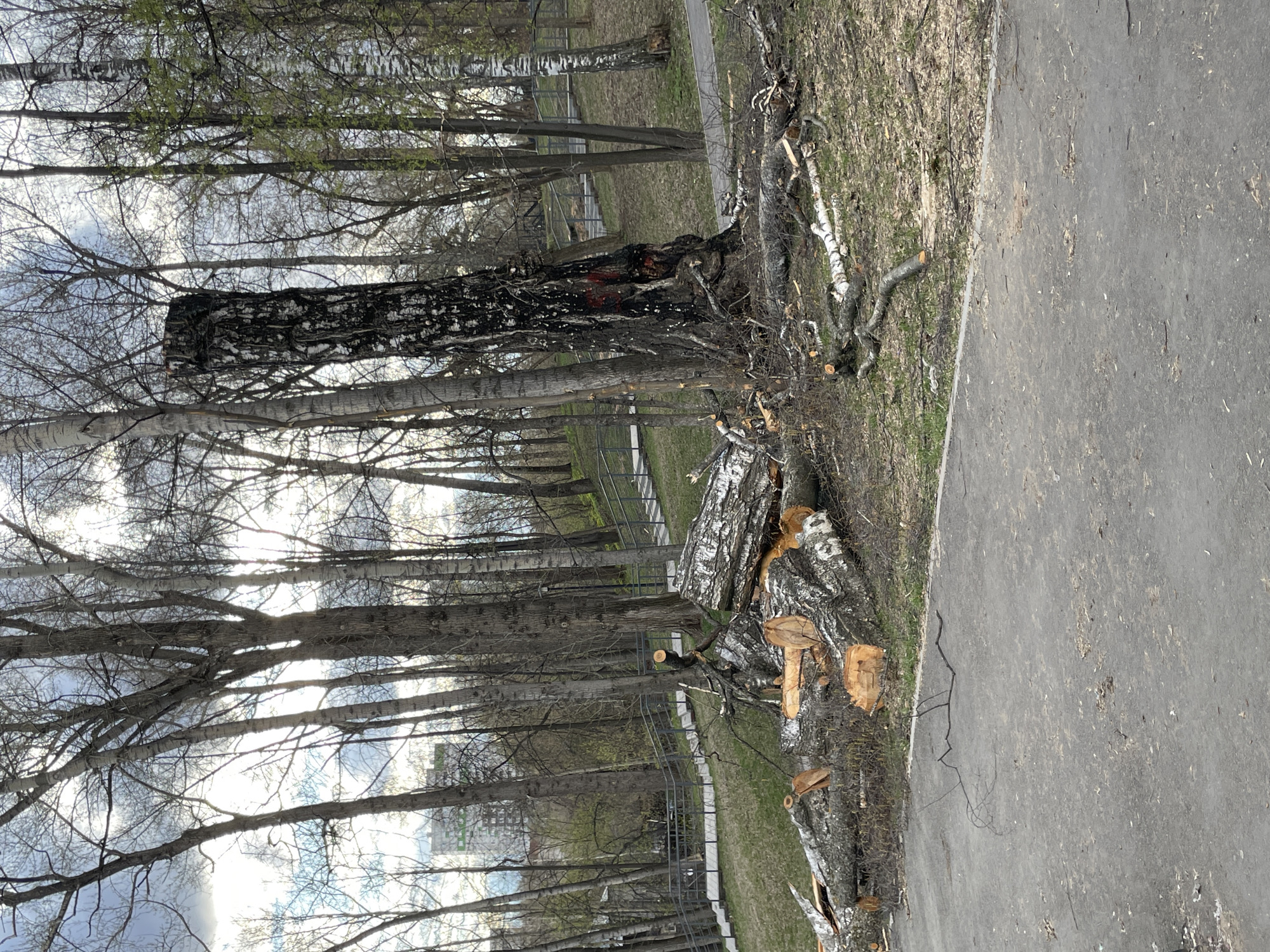 This media file captures an outdoor scene in what appears to be an urban park or green area in Izhevsk, Russia, depicting the aftermath of tree felling or pruning. The image is oriented sideways, but the scene shows a paved asphalt path running along the foreground and right side.
To the left of the path, a large section of a fallen birch tree trunk, characterized by its distinctive white and black bark, lies on the ground. Numerous cut branches, logs, and wood chips are scattered around it, indicating recent tree maintenance work. Further into the scene, a prominent standing tree trunk with exceptionally dark, almost charred-looking bark, and what appears to be some red marking, rises among other trees. Its dark appearance contrasts sharply with the lighter bark of the surrounding birches.
The background is filled with a dense array of deciduous trees, mostly birches, with bare branches reaching towards a bright, overcast or partly cloudy sky. The lack of full foliage, save for hints of nascent green buds on some upper branches, suggests early spring. Through the sparse tree canopy and gaps between trunks, sections of metal fencing and faint outlines of distant urban buildings are visible, confirming an urban or suburban park setting.
The time of day is bright daylight, with diffused light indicating either an overcast sky or the sun being obscured by clouds or positioned behind the trees. No people are visible, and there is no discernible text in the image. The overall impression is one of environmental management within a city park.