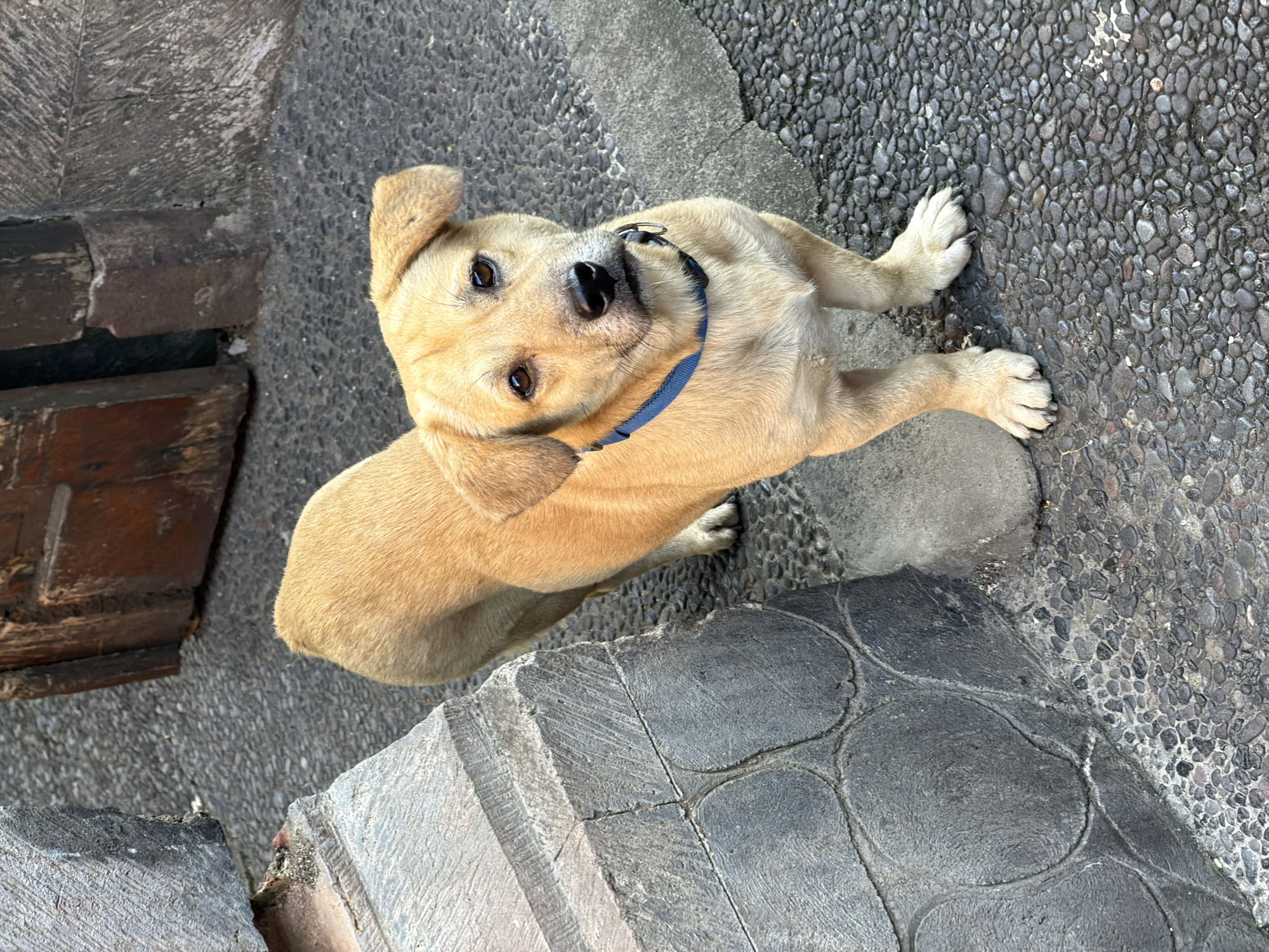 In Ubud District, Indonesia, a light brown medium-sized dog stands on a textured cobblestone pathway. The dog is facing forward, its head tilted slightly to the right, with its ears perked up. It wears a blue collar. To the left of the dog, a rough, textured stone wall is visible, composed of large, irregular blocks. To the right and behind the dog, a weathered wooden door with a dark frame is set into a stone wall. The ground is covered in small, dark gray pebbles, with some larger, lighter gray stones interspersed. The overall scene suggests an outdoor setting in a traditional Indonesian architectural environment.