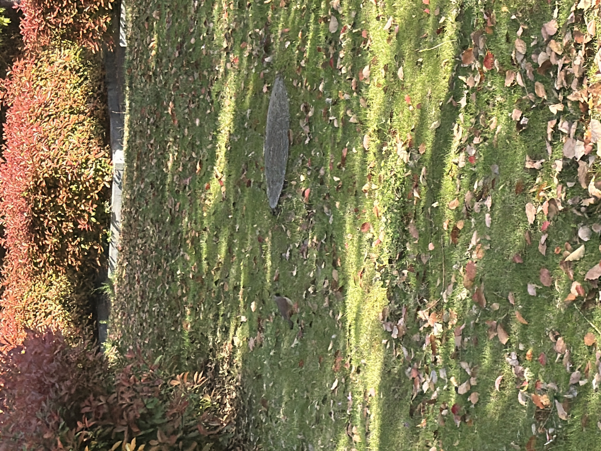 A ground-level, outdoor scene in Jiangning District, China features a patch of grass strewn with fallen leaves. A stone or slate object rests in the middle of the grass. Bushes with reddish-brown foliage line the left side of the image. Tree shadows are cast diagonally across the grass.