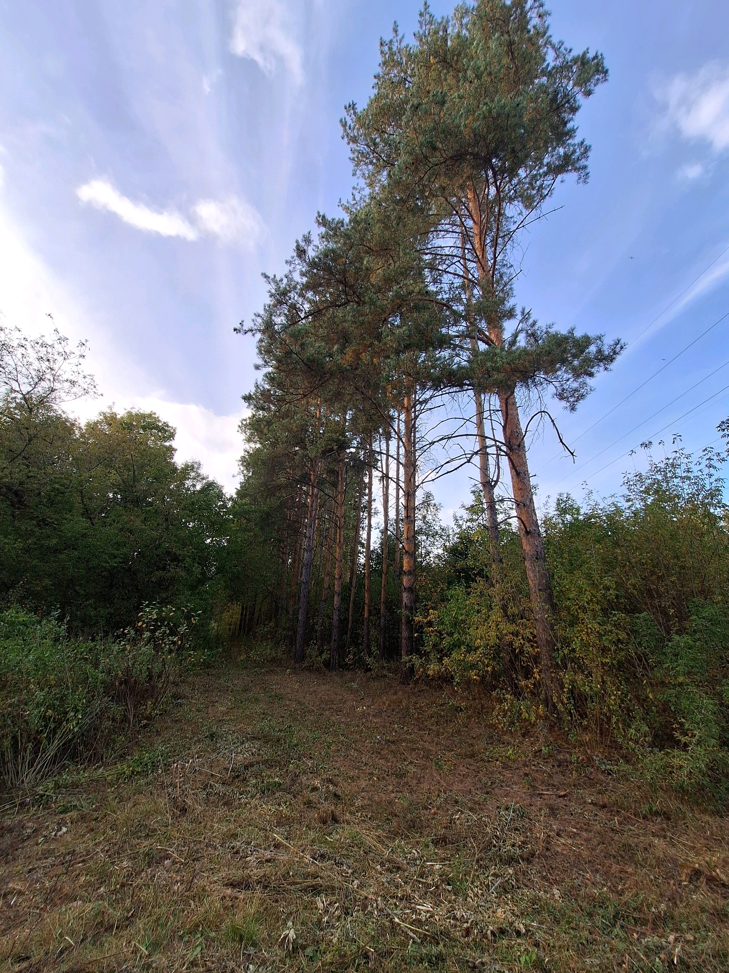 A wide-angle shot captures a sunlit forest clearing with a bright blue sky above. Tall pine trees dominate the right side of the frame, their needles casting shadows on the forest floor, which is covered in dry grass and fallen leaves. To the left, a dense cluster of deciduous trees forms a dark green wall. A dirt path winds through the clearing, disappearing into the woods on the right. Power lines stretch across the upper right portion of the sky, indicating proximity to civilization. The overall impression is one of a serene, natural landscape bathed in natural light.