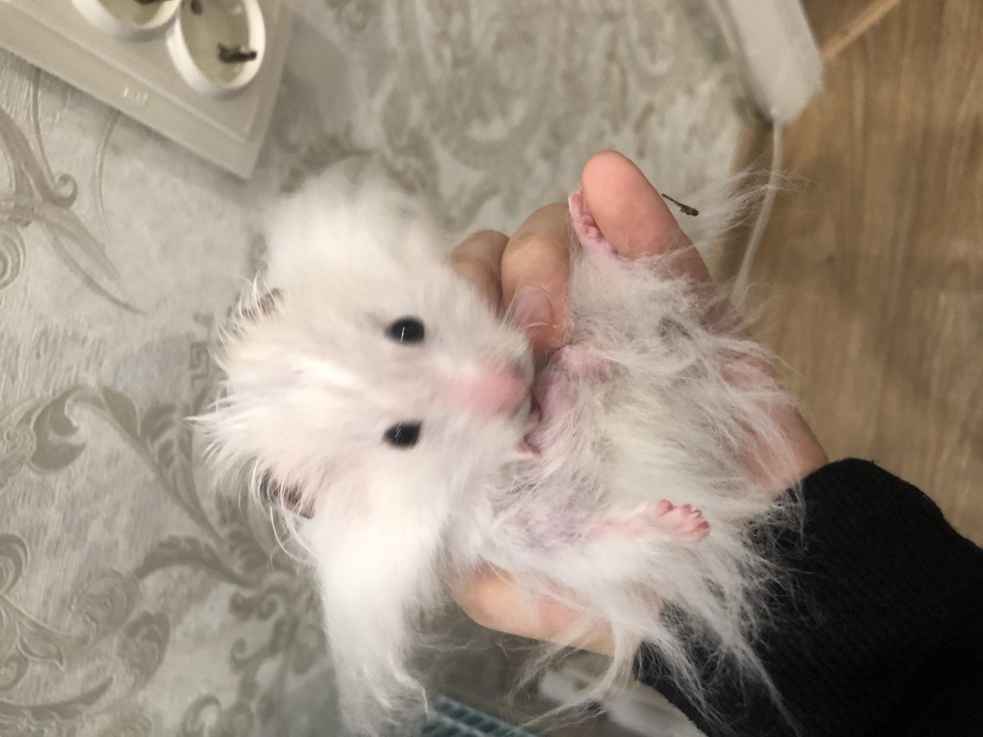 A fluffy white hamster with pink paws is being held in a person's hand. The hamster's fur is disheveled, giving it a somewhat wild appearance. The background consists of patterned wallpaper and a wooden floor. A white electrical outlet with three sockets is visible on the wall to the right. The image was captured in Solikamsk, Russia.