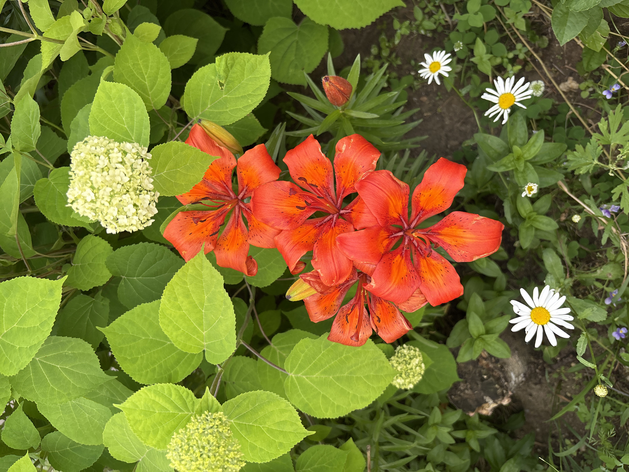 In Blagoveshchensk, Russia, a close-up, eye-level shot captures a cluster of vibrant red lilies with dark speckles, their petals unfurled. Adjacent to the lilies are clusters of light green hydrangea flowers and large, bright green leaves. In the foreground, several white daisies with yellow centers dot the ground, interspersed with lush green foliage. The background consists of dark, rich soil. The scene appears to be an outdoor garden setting.