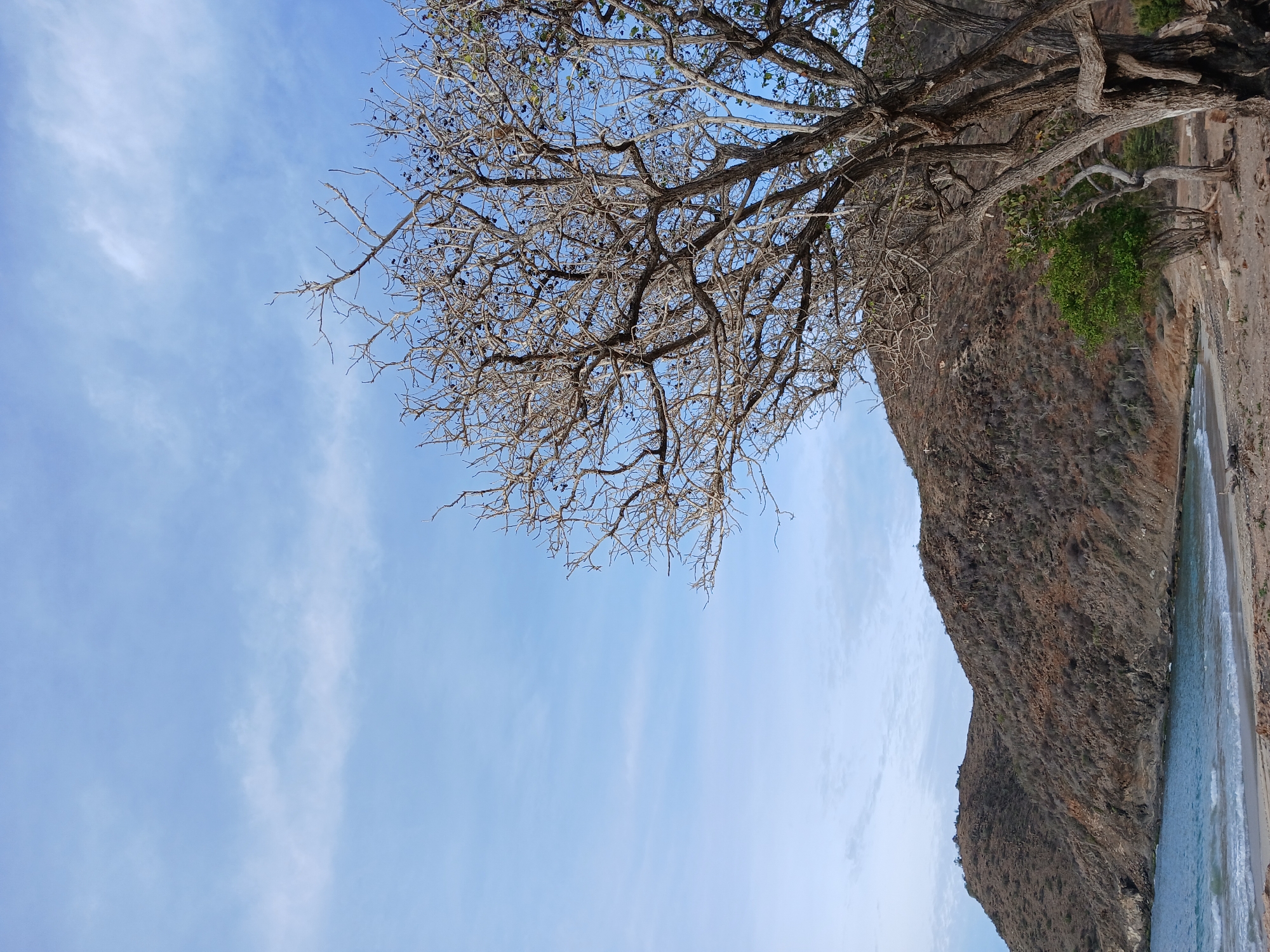 The image depicts a coastal landscape in Altagracia, Venezuela, featuring a beach, calm ocean waters, and a barren, brown hillside. A large, leafless tree with a complex network of branches dominates the foreground on the right side of the frame. The sky above is a light blue with sparse, wispy clouds. The beach sand is light brown and appears dry. There are no people or animals visible in the image. The overall impression is one of a natural, undeveloped coastal area.