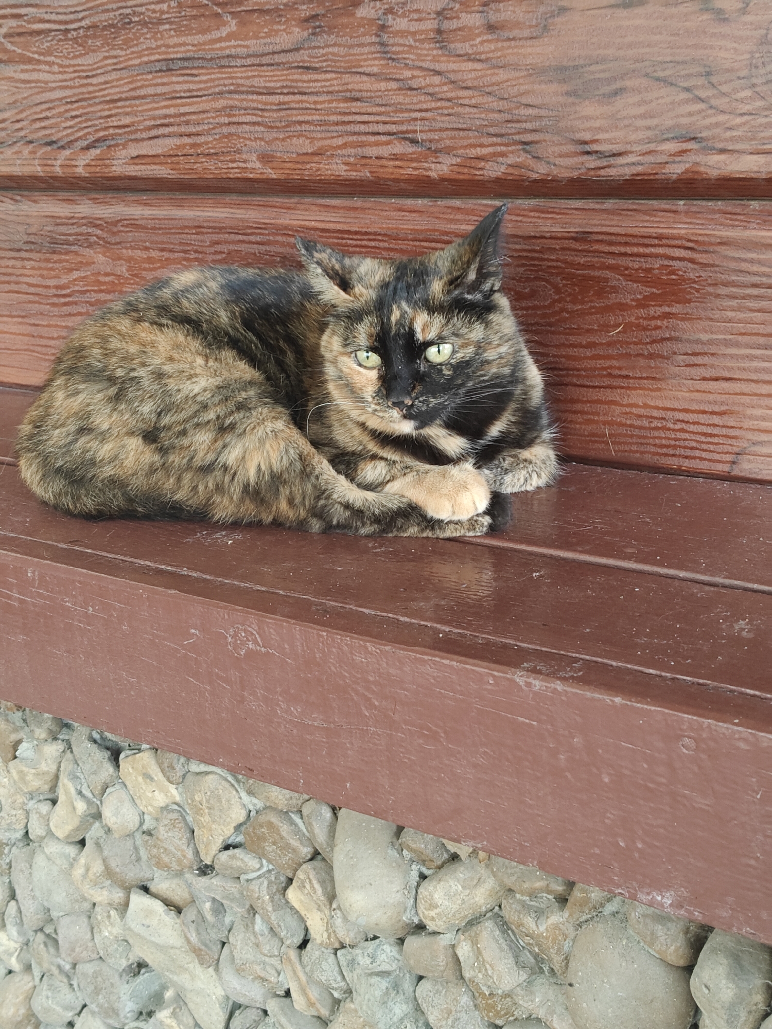 A tortoiseshell cat is lying on a wooden bench, with its body curled and its paws tucked underneath. The cat has green eyes and a mottled coat of black, brown, and orange fur. The bench is dark brown and appears to be made of wooden planks. Behind the bench is a wooden wall with a visible wood grain texture. Below the bench, there is a foundation made of light-colored, irregularly shaped stones. The scene appears to be outdoors, with the lighting suggesting it is daytime.