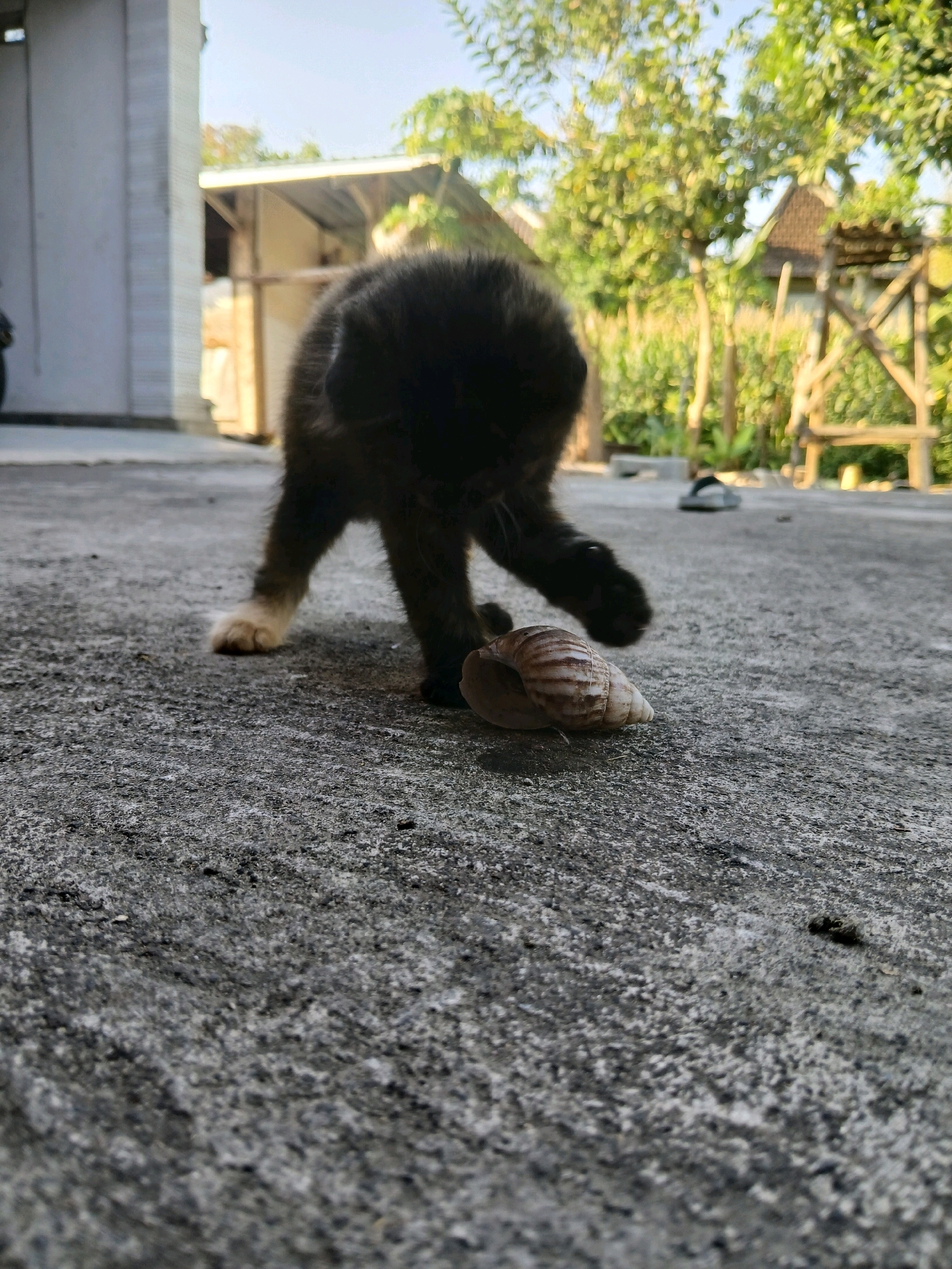 In Belotan, Indonesia, a black kitten with tan paws is playing with a striped snail on a rough concrete surface. The kitten is in the foreground, hunched over the snail with one paw extended, appearing to bat at it. The snail is positioned in front of the kitten, its shell visible. Behind the kitten, a blurred background shows a building with a corrugated metal roof, vegetation, and a wooden structure. The lighting suggests it is daytime, with sunlight filtering through the trees.