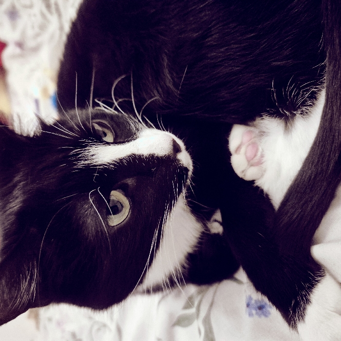 A domestic tuxedo cat is depicted in a close-up, high-angle shot within an indoor environment in Strasbourg, France. The cat is primarily black with distinct white markings on its muzzle, extending to its chest, and on its paws. Its eyes are a greenish-yellow hue, complemented by prominent white whiskers. The animal is observed lying or curled on a white-colored textile surface, possibly a blanket or duvet, which features subtle blue floral patterns. One of its front paws, revealing pink toe pads, is visible and tucked close to its body. A portion of its black tail is also visible, wrapped around its form. The background is softly blurred, consistent with an interior setting.