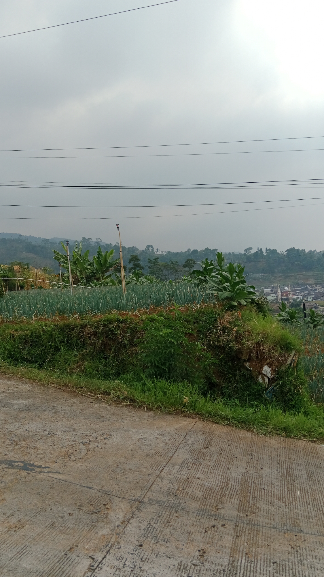 A vertical, eye-level, medium outdoor shot captures a rural hillside in Sidomulyo, Indonesia, under an overcast sky. In the foreground, a concrete road with parallel grooved textures runs diagonally from the lower left to the mid-right. To the right of the road, a steep, grassy embankment is covered in lush green vegetation, with some exposed soil and debris at the top. Beyond the embankment, a meticulously cultivated field of green onions stretches across the midground, bordered by taller green plants that appear to be banana trees or similar tropical foliage. Several wooden poles with visible hooks rise from the field. In the background, rolling hills covered in trees and some buildings, including what appears to be a mosque with minarets, recede into the distance. Overhead, power lines are strung across the sky. The overall impression is one of agricultural activity and a tranquil, rural landscape.