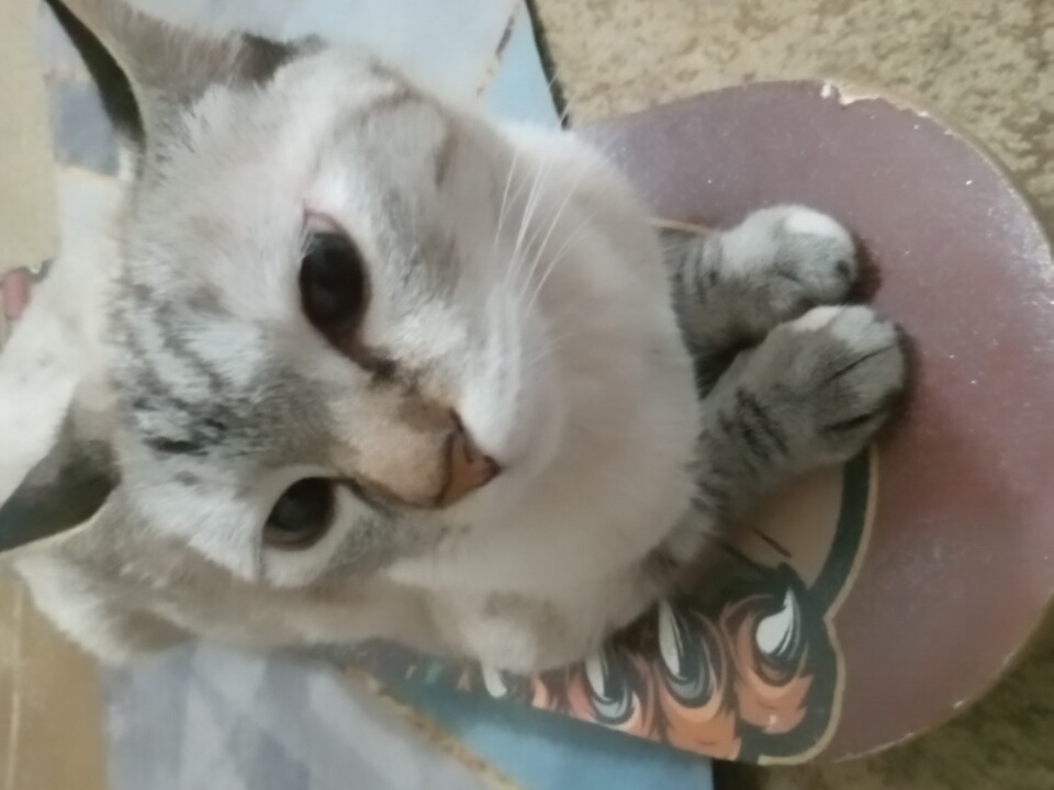 A light-colored cat with tabby markings sits on a skateboard. The cat's fur is white with grey stripes on its head, ears, and paws. Its eyes are dark and wide, and its nose is pink. The skateboard has an orange and black swirling design. The cat's front paws are resting on the skateboard, while its hind legs are not visible. The background is blurry, but appears to be an indoor setting with a patterned carpet. The image is taken from a slightly elevated angle, looking down at the cat. It is not possible to determine the cat's breed or age from the image. The location in Angren, Uzbekistan cannot be determined from the provided image.