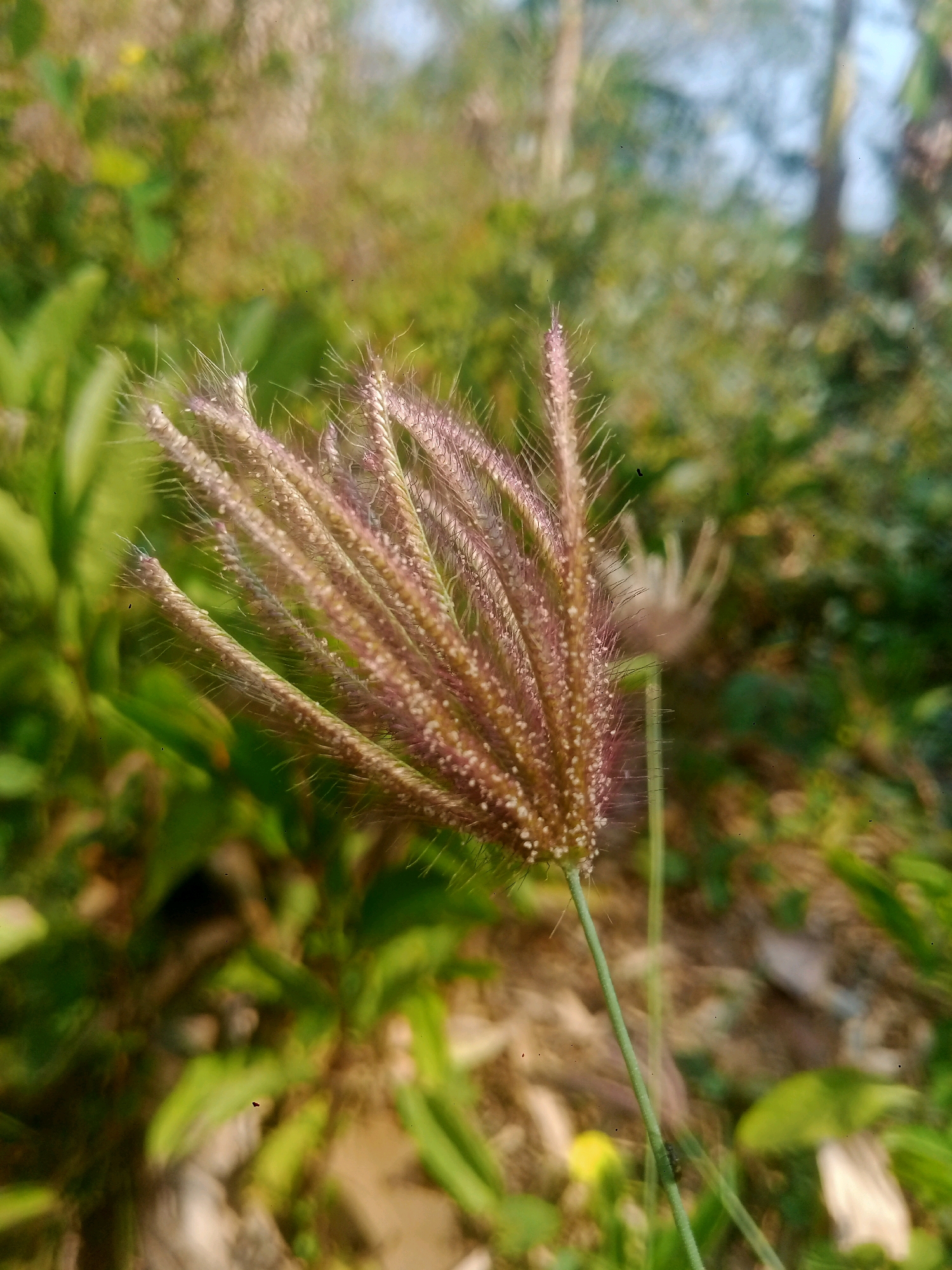 A close-up, eye-level shot focuses on a single stalk of flowering grass with a feathery, purple-brown seed head. The grass stalk is thin and green, extending from the bottom right corner of the frame upwards and to the left, supporting the prominent seed head. The seed head is composed of numerous slender florets, each adorned with fine, hair-like awns that give it a soft, fuzzy appearance. Tiny, granular dots are scattered across the surface of the florets.
The background is a blur of soft greens and browns, suggesting a natural, outdoor environment. The lighting indicates it is daytime, with diffused sunlight casting a gentle glow. There are hints of foliage, possibly leaves and other grasses, creating a textured backdrop that is out of focus. The overall impression is one of a natural, tranquil scene, likely in a grassy area. The image does not contain any people, man-made objects, or specific landmarks that would indicate its location within Sanan, Indonesia.