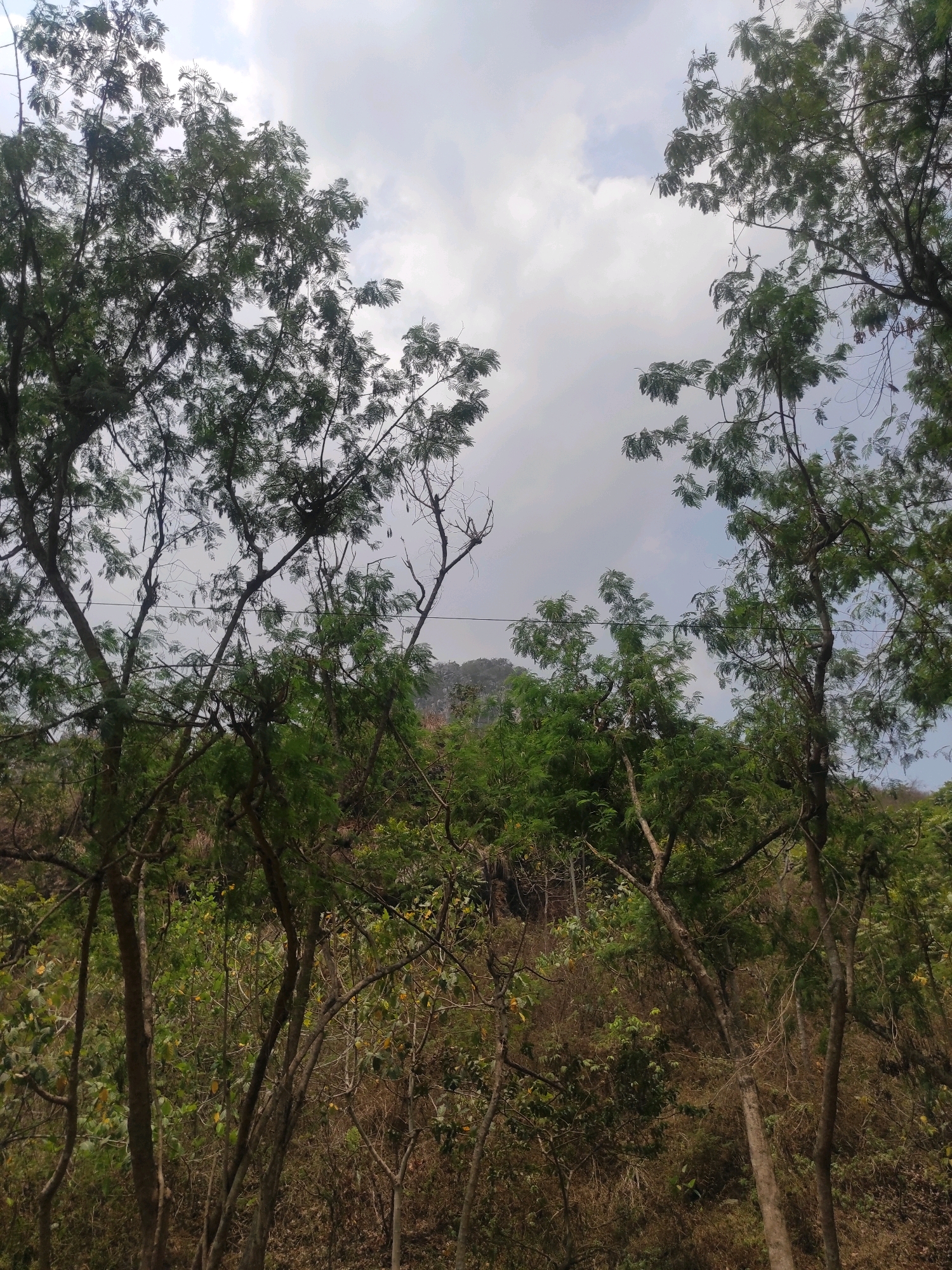 The image depicts a view through trees towards a hill in Gunungmasigit, Indonesia. The foreground is dominated by the branches and foliage of several trees, with some lighter colored trunks visible. The leaves are predominantly green, and the branches create a canopy effect, obscuring a large portion of the background. In the midground, there is a dense undergrowth of smaller trees, bushes, and dry grass. Beyond this, a hill rises, covered in vegetation. The sky above is overcast with white and gray clouds. There are no people or animals visible in the scene. A thin wire can be seen strung between two trees in the mid-upper portion of the image. The overall impression is of a natural, somewhat wild landscape.