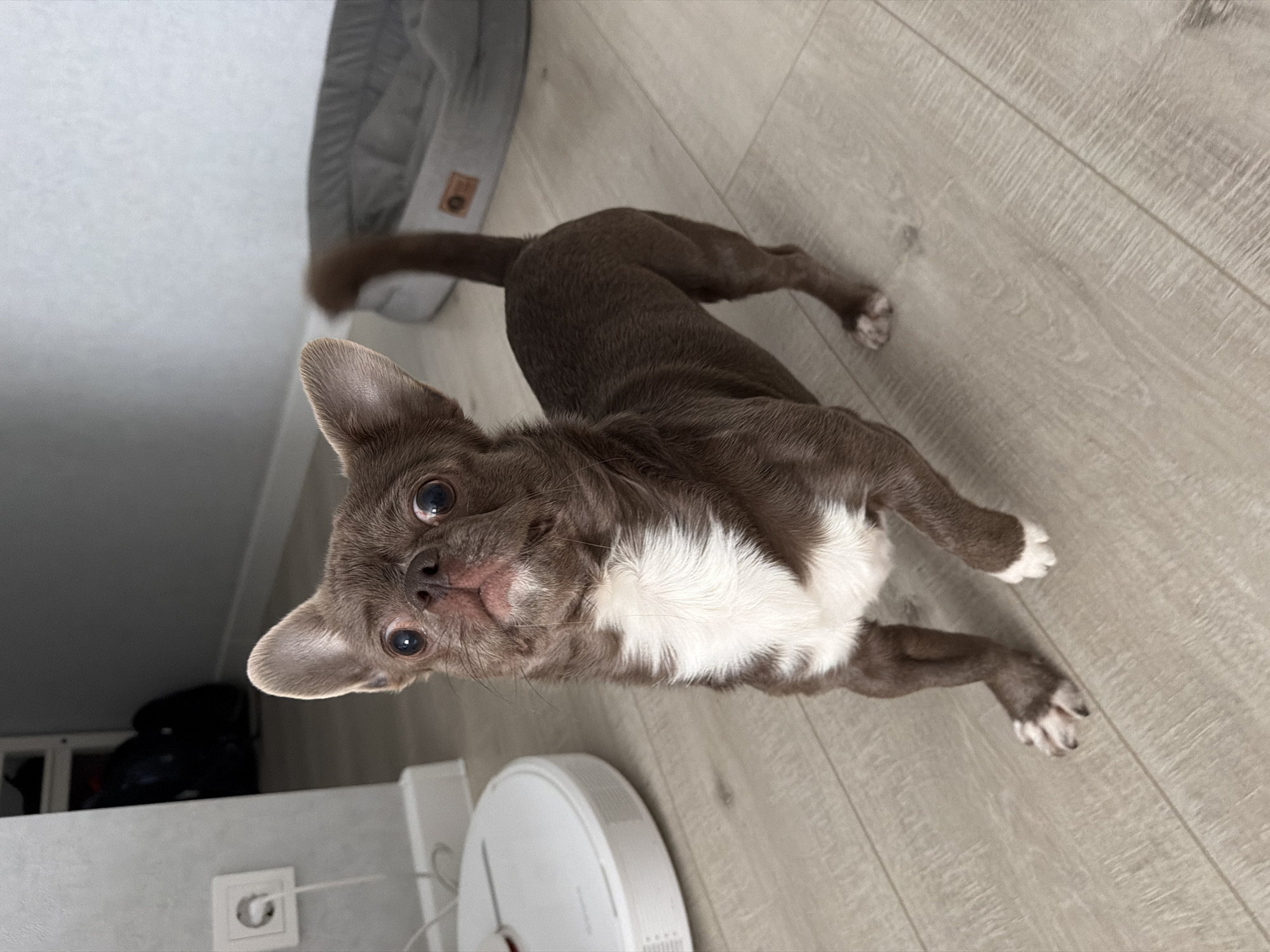 A small, short-haired dog, likely a Chihuahua or similar toy breed, is the central subject of this indoor photograph taken in Votkinsk, Russia. The dog has dark chocolate brown fur with a prominent patch of fluffy white fur on its chest and white "socks" on its paws. It has large, erect ears and dark, round eyes, looking directly up at the camera with a curious and attentive expression, head slightly tilted.
The dog is standing or crouching on a light greyish-brown laminate floor with a subtle wood grain pattern, which occupies most of the lower and right portions of the frame. In the upper left background, a grey dog bed with a small, unreadable tag is partially visible. Towards the bottom center, a white robotic vacuum cleaner is present on the floor. An electrical outlet with a white cord plugged into it is visible on a light-colored wall in the lower-left background, suggesting a domestic setting. The lighting appears to be indoor ambient light, and no specific time of day or weather can be determined. The image is captured from a low angle, looking down at the dog.