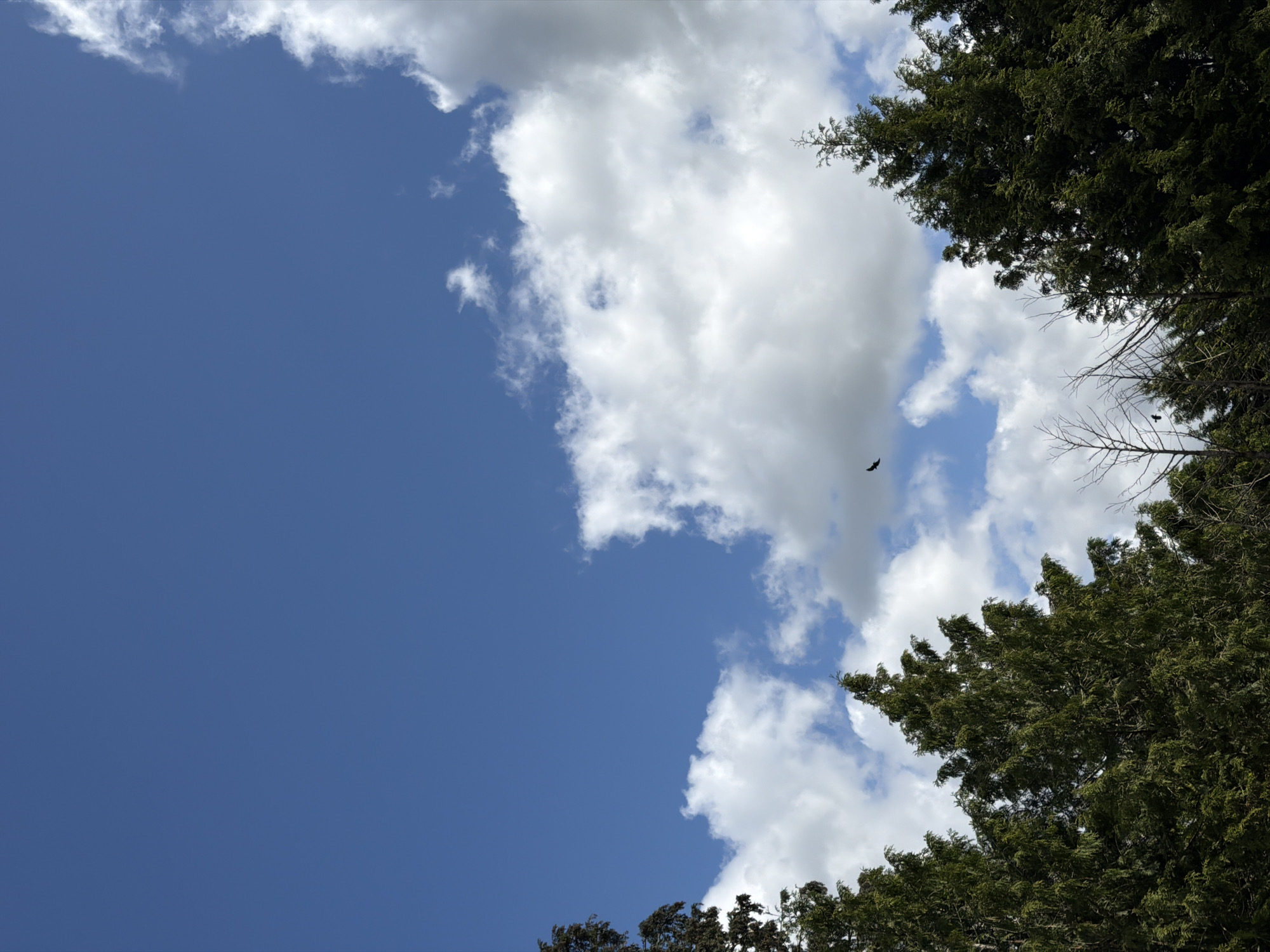 The image captures a scene looking upwards towards a bright blue sky partially obscured by white, puffy clouds. The edges of the frame are bordered by the dark green foliage of trees, suggesting a location within or near a wooded area. A small, dark bird is visible flying in the open sky. The exact location in Esch-sur-Alzette, Luxembourg cannot be determined without additional information.