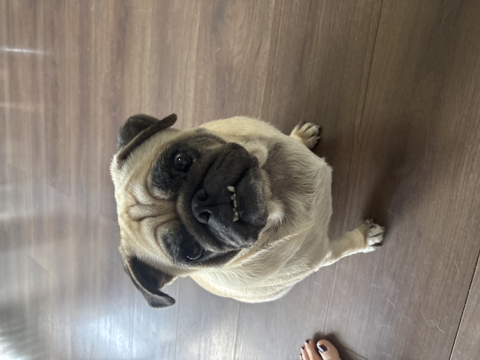 An overhead, medium shot captures a fawn-colored pug dog sitting on a wooden floor. The pug faces the camera with a slightly open mouth, revealing its teeth. Its wrinkled face has dark markings around its eyes and snout. The dog's ears are folded, and its eyes are dark and round. To the left of the dog, a person's left foot is visible, with dark red nail polish on the toenails. The wooden floor is a medium brown color with visible grain and a few faint scratches. The background is a blurred wooden floor. There is no indication of the location in Sochi, Russia.