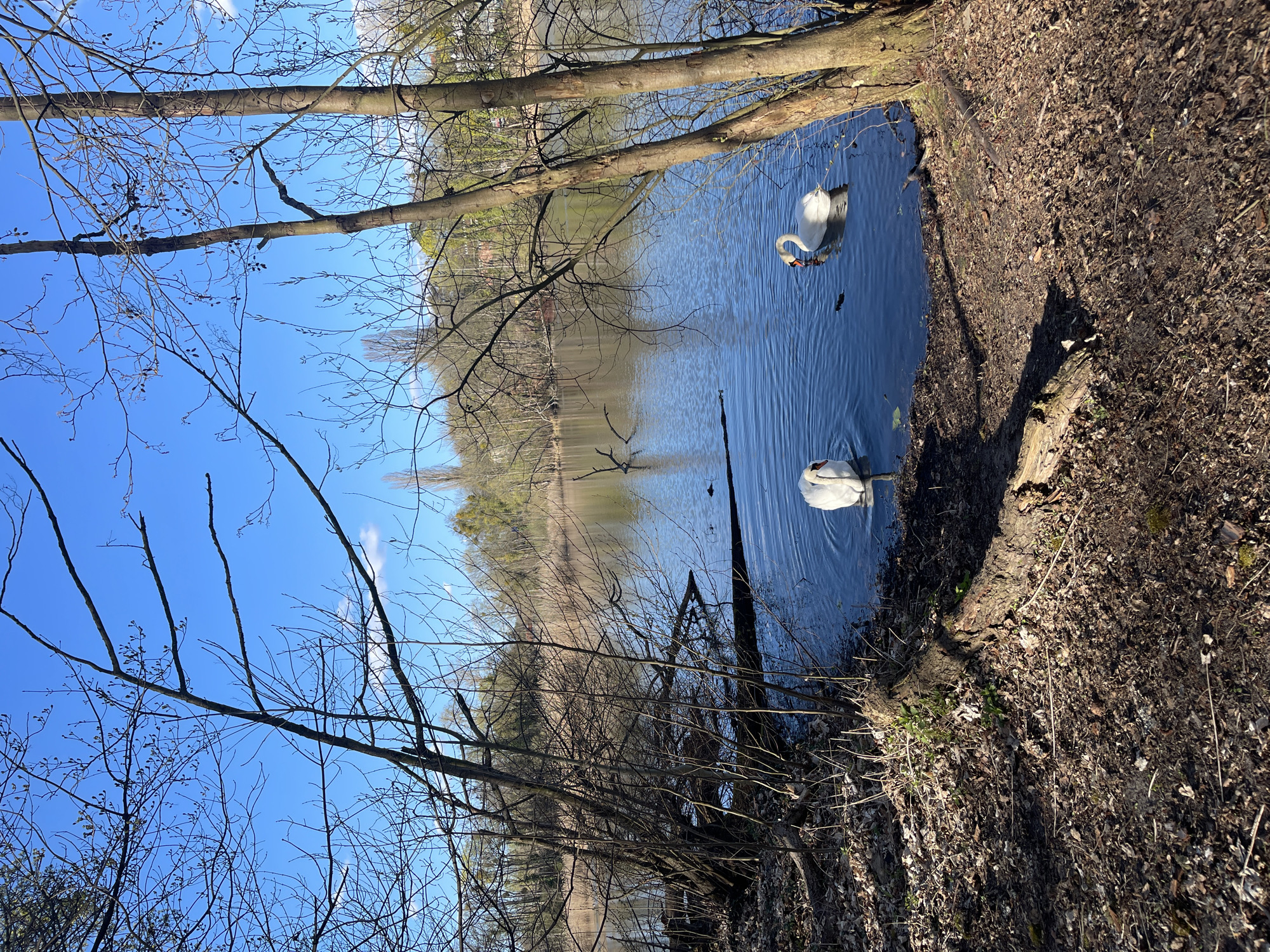 The image shows a lake with two swans swimming in it. The lake is surrounded by trees and vegetation. The sky is blue with a few clouds. The location is likely in Berlin, Germany, given the presence of swans in a lake environment, which is common in the city. No people are visible. The swans are the primary subjects, and they are swimming in the lake. The environment consists of the lake, trees, and sky. The action is the swans swimming.