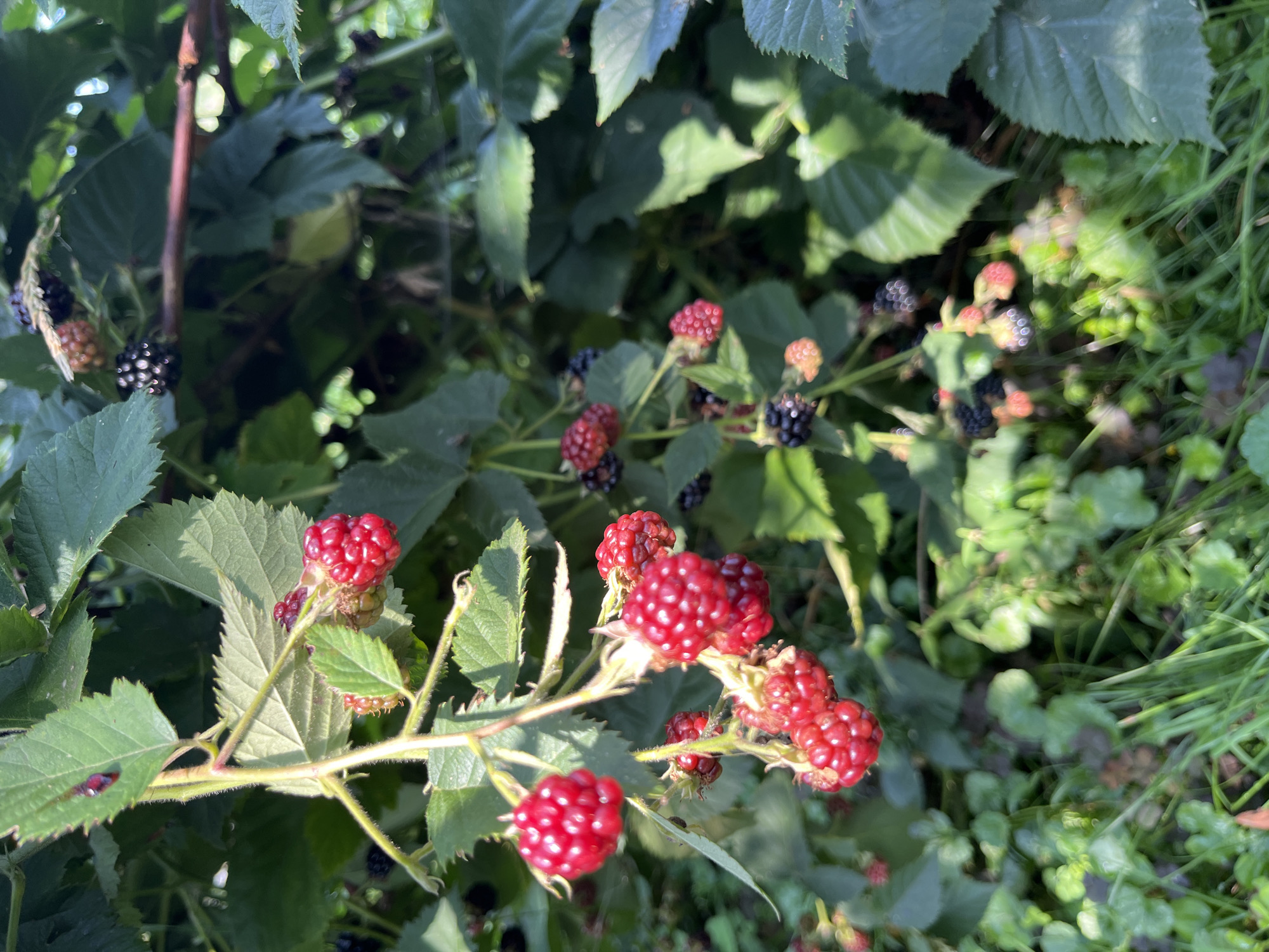 In Fedorovka, Russia, a close-up shot captures a blackberry bush laden with ripening fruit. Clusters of vibrant red berries hang from thin, green stems, some still partially attached to the vine, while others have detached. The berries exhibit a rich, deep red hue, with individual drupelets visible. In the background, darker, nearly black blackberries are interspersed among the green leaves. The foliage of the bush is lush, with serrated green leaves providing a natural backdrop. The sunlight filters through the leaves, creating highlights and shadows on the berries and surrounding vegetation. The ground below is covered with green grass and other low-lying plants, adding to the natural setting of the scene.