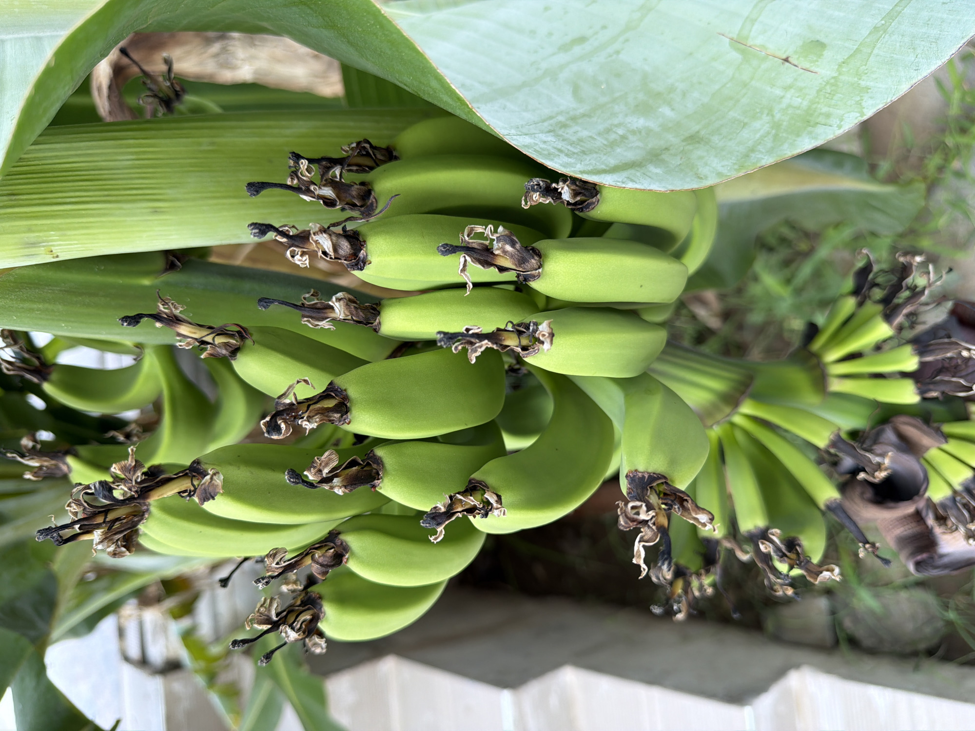 A close-up, overhead shot shows a cluster of unripe green bananas hanging from a banana tree. The bananas are long and slightly curved, with dry, brown remnants of the flower at the tip of each one. The texture of the banana peels is smooth, and the color is a uniform vibrant green. Some of the large, green banana leaves are visible in the background, with one leaf in the foreground showing a vein pattern and a small, reddish-brown mark. The scene is set outdoors, with the out-of-focus background suggesting an environment with some man-made structures, possibly a wall or building, and greenery, indicative of a garden or natural setting. There are no people or animals present in the image. The lighting is natural daylight, creating soft shadows. The overall impression is of a natural growth process, with the bananas in an early stage of development.