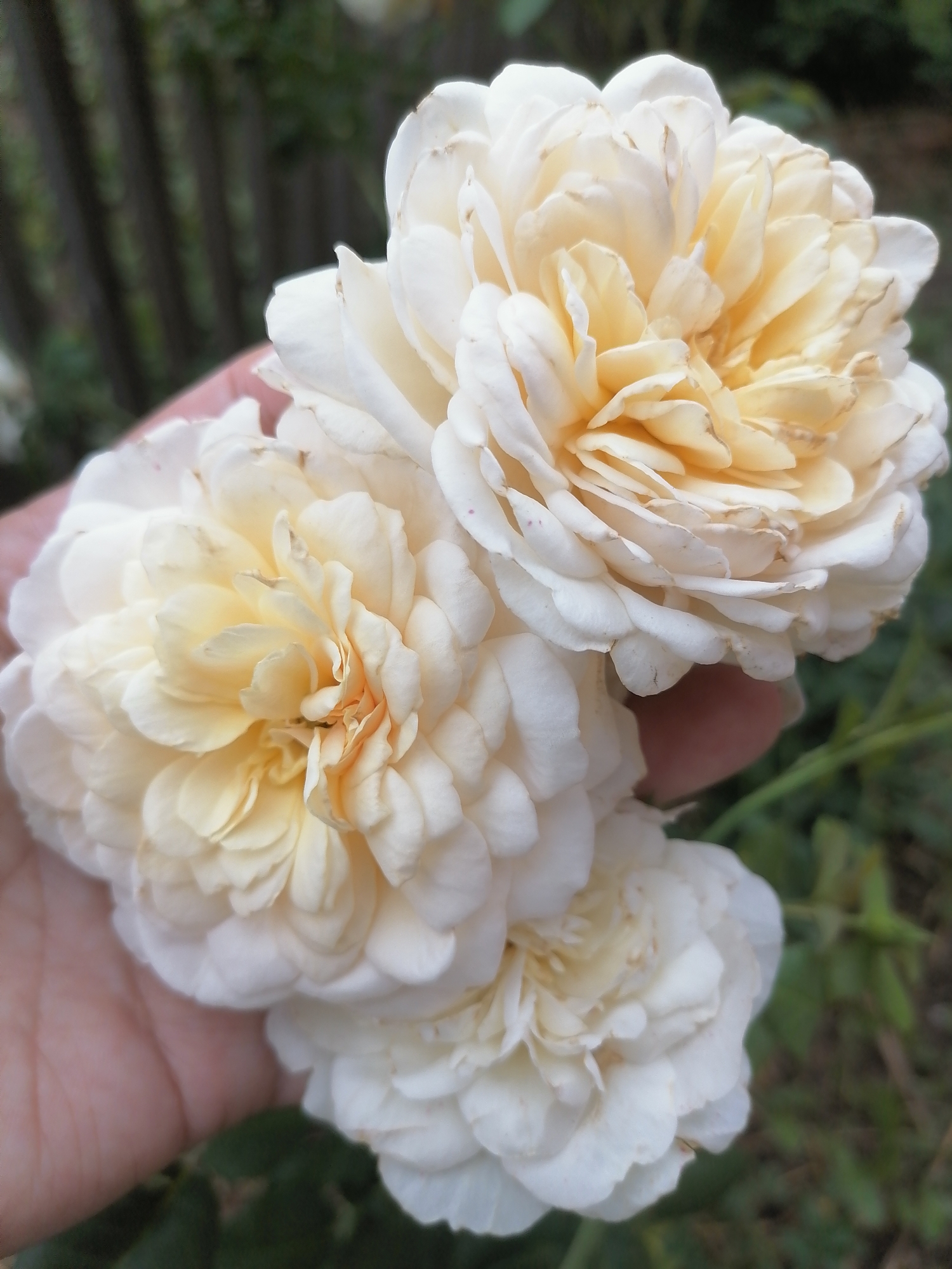 A human hand holds three cream-colored roses. The roses are full and layered, with creamy yellow centers. The hand is lightly cupping the bottom rose. The background is softly blurred, showing hints of green foliage and a wooden fence. The scene appears to be outdoors, possibly in a garden, with natural light suggesting daytime. There is no visible text.