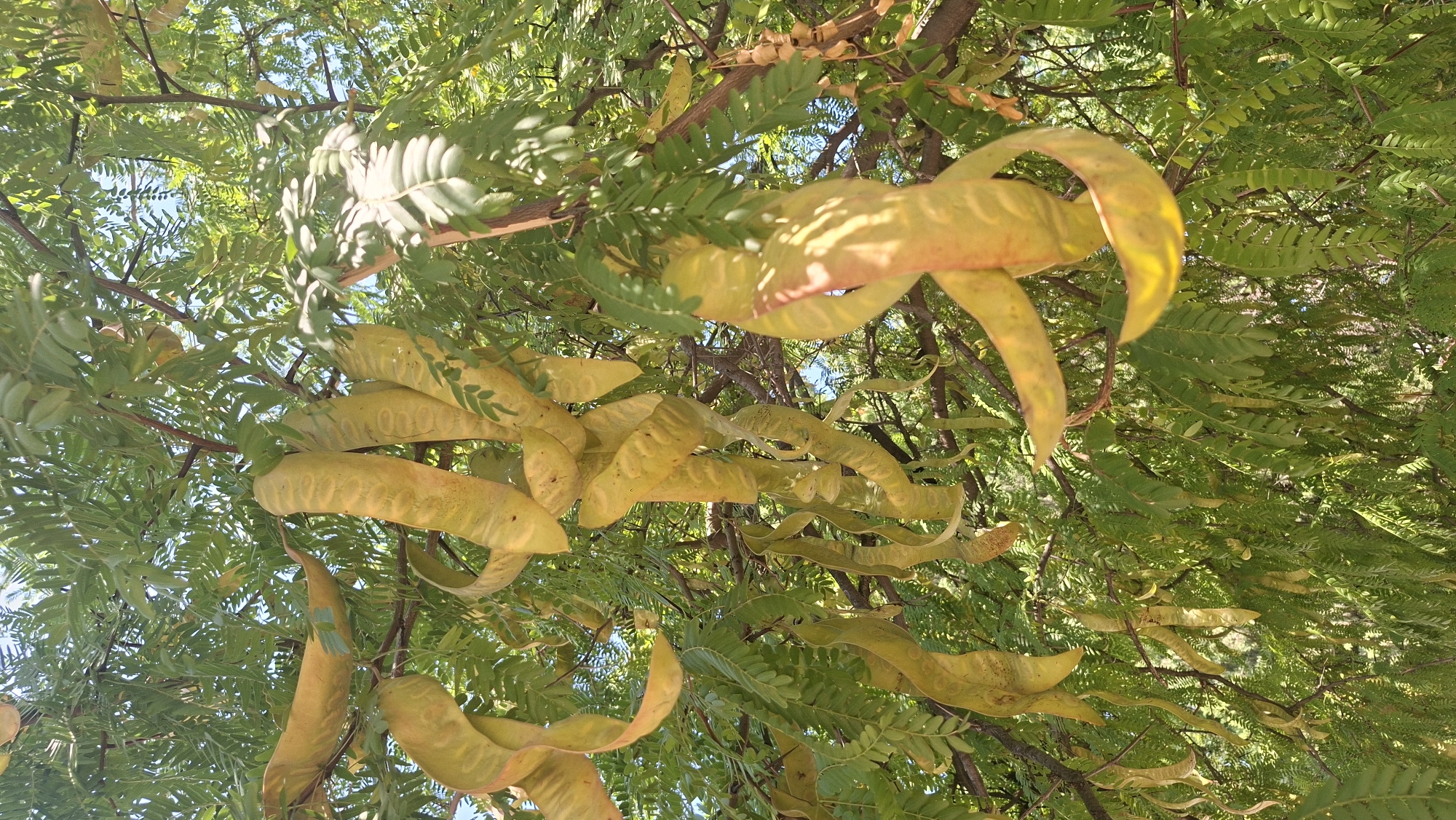 The image shows a close-up view of branches of a tree laden with large, elongated, pale yellow seed pods. The pods are curved and twisted, some appearing to be splitting open. The foliage is dense and green, with sunlight filtering through, creating dappled shadows on the pods and leaves. The background consists of more green foliage and patches of a clear blue sky. The scene appears to be outdoors, likely in a park or a garden, given the lushness of the vegetation. The specific location in Podgorica, Montenegro, cannot be determined from the visual information alone, as there are no discernible landmarks or identifying features of that city present in the image.