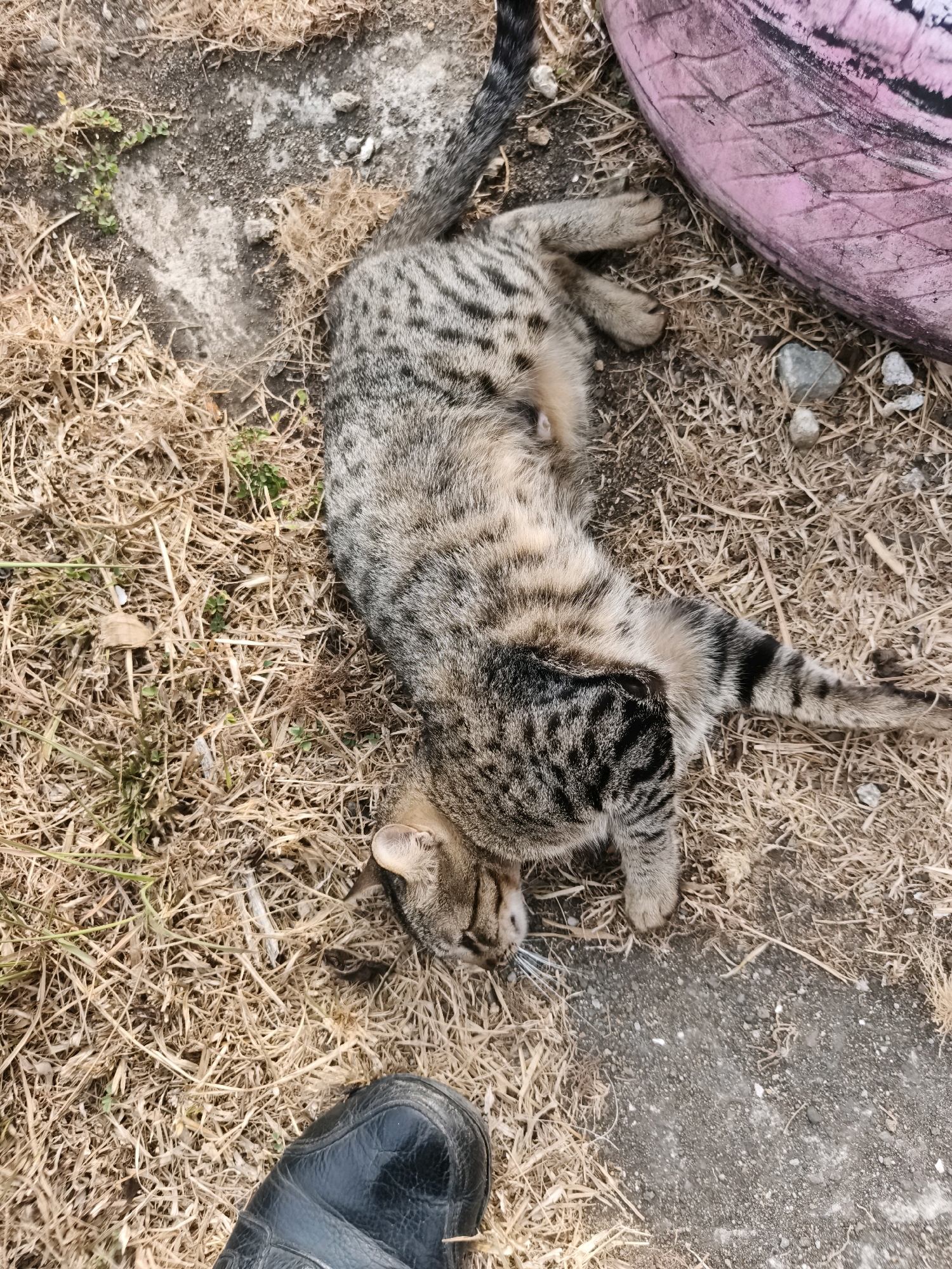 A tabby cat lies on dry grass and dirt, next to a pink tire, in Mundung, Indonesia. The cat is on its back with its paws in the air. Its fur is a mix of gray, black, and brown, with distinctive tabby stripes. A black boot is visible in the lower left corner of the frame. The ground is mostly covered in dry, straw-like grass, with patches of dirt and small stones. The pink tire is large and textured, with black markings on its surface. The overall environment appears to be outdoors, possibly in a yard or a rural area.