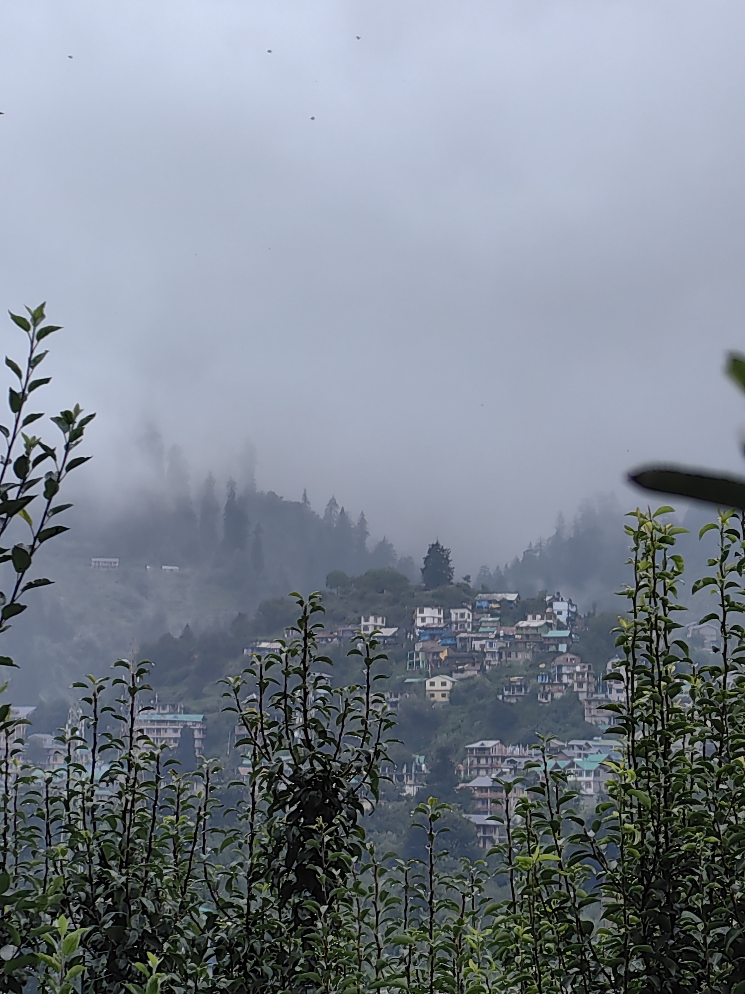 An eye-level, medium shot captures a hazy, misty mountainous landscape with a town nestled on its slopes. The sky is a pale gray, with a few small dark specks, possibly birds or distant insects, scattered across the upper portion. In the foreground, lush green foliage, with thin branches and numerous small leaves, dominates the lower half of the frame, partially obscuring the view of the town and mountains beyond. The foliage appears to be in sharp focus, contrasting with the softer focus of the background.
The middle ground reveals a dense collection of buildings, characteristic of a town built on a hillside, densely packed and appearing to follow the contours of the terrain. The architecture varies, with some structures featuring pitched roofs in shades of blue and green, while others are painted in lighter colors such as white and yellow. The buildings are situated on steep slopes, suggesting an elevated location.
Behind the town, the mountainous terrain rises, shrouded in a thick layer of mist and fog. Tall, dark evergreen trees are visible emerging from the mist, their silhouettes creating a dramatic and atmospheric effect. The mist creates a sense of depth and distance, softening the features of the landscape and lending a serene, almost ethereal quality to the scene. The overall impression is one of a remote mountain village enveloped in a cool, damp atmosphere. This scene depicts a view of Manali, India, a popular hill station in the Himalayas.