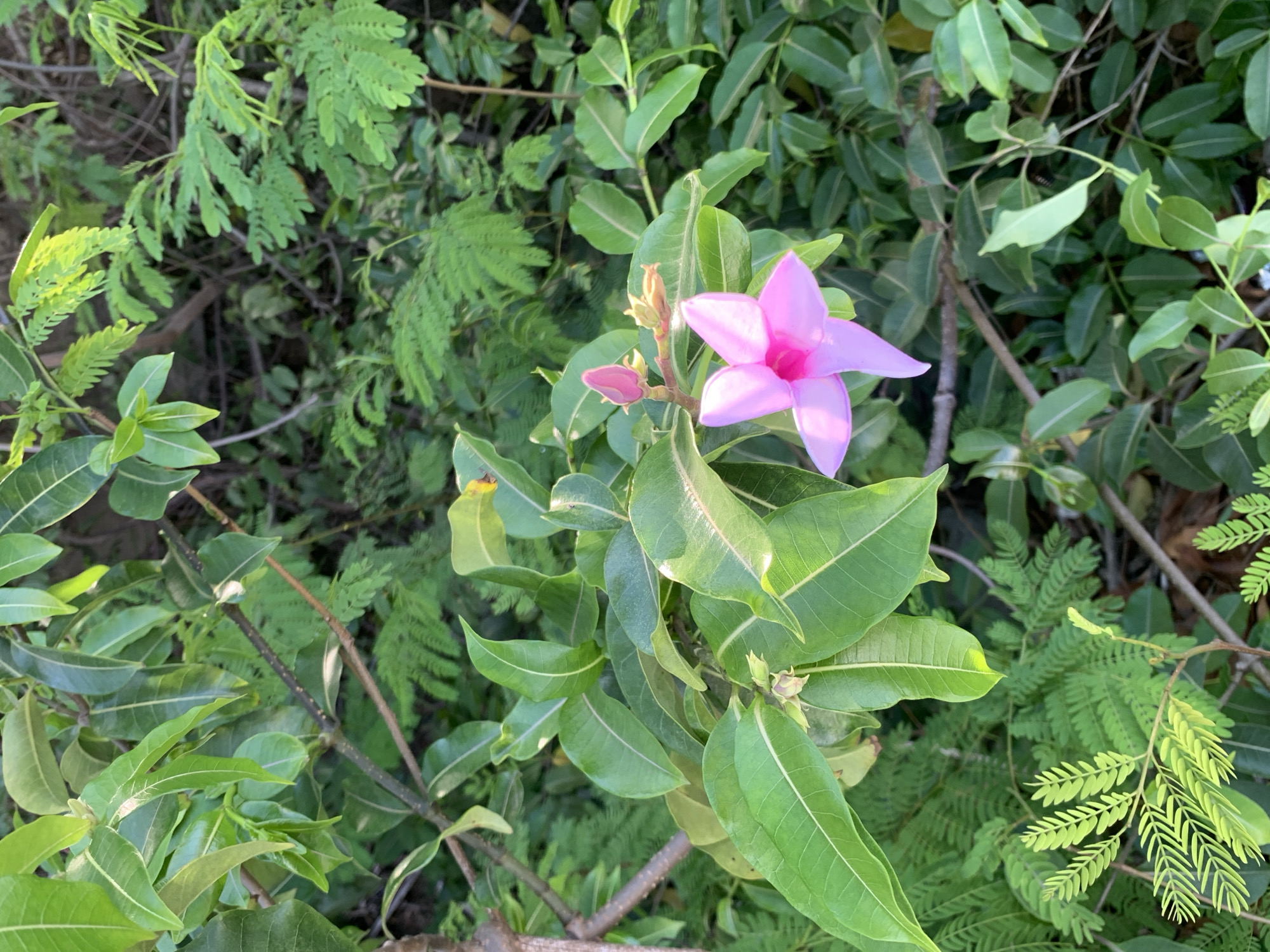 A close-up shot captures a vibrant pink, five-petaled flower with a delicate bloom. The flower is partially unfurled, with a pink bud and smaller, lighter buds surrounding it. It is situated on a branch amidst lush green foliage. The background consists of dense vegetation, with a variety of leaves and branches creating a natural, outdoor setting. The lighting suggests it is daytime, with sunlight highlighting some of the leaves and petals. The location is identified as El Valle del Espíritu Santo, Venezuela.