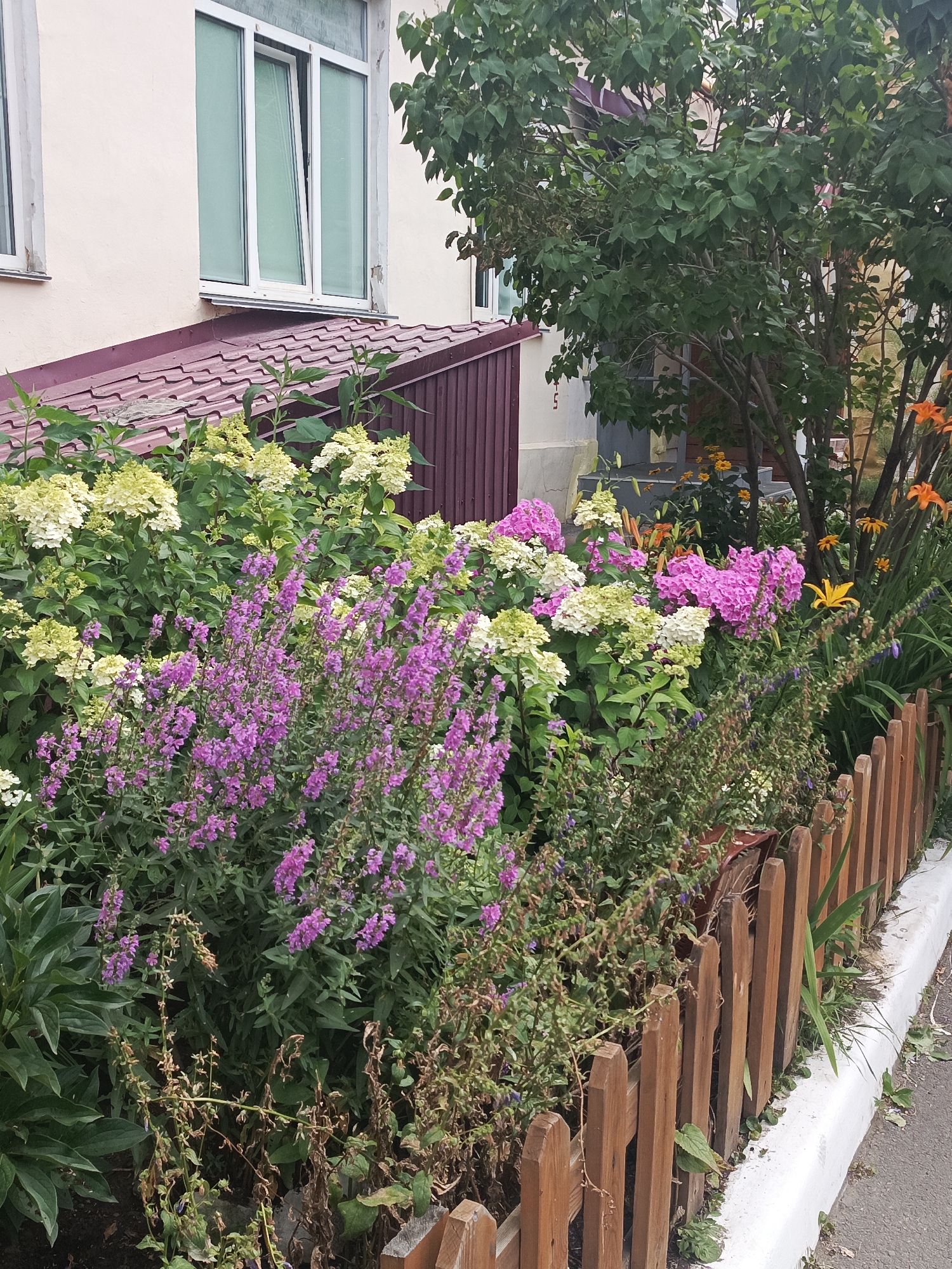 A close-up, low-angle, outdoor, daylight shot captures a segment of a building's exterior and a vibrant flowerbed with a wooden fence in front of it. The building, likely located in Kurgan, Russia, has a pale yellow facade and a maroon, corrugated metal roof. A large, white-framed window with three panes, one of which is partially open, is visible. To the right of the window, a leafy green tree with numerous branches partially obstructs the view of the building. The flowerbed is densely packed with a variety of blooming plants. Prominently featured are clusters of pink and white hydrangeas, interspersed with tall stalks of small, purple flowers, possibly loosestrife. In the background, behind the hydrangeas, bright orange lilies and yellow daylilies add pops of color. A simple, rustic wooden fence made of pointed, vertical planks borders the flowerbed, separating it from a concrete curb and an asphalt surface. The scene depicts a well-maintained garden area adjacent to a residential or public building.