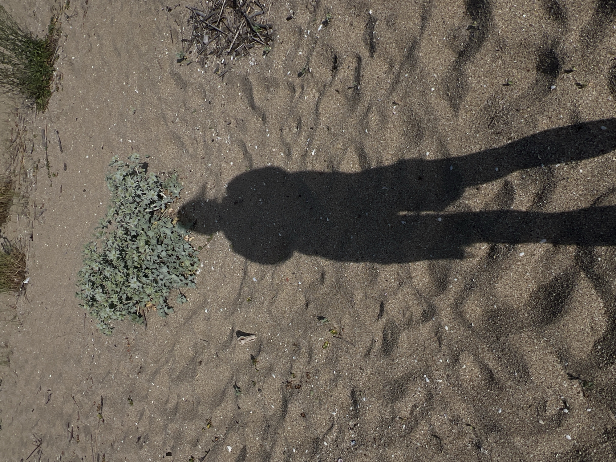 The image depicts a sandy ground with a prominent shadow of a person cast across it. The sand shows ripples and small white shell fragments, indicating a beach or a sandy area. There are a few sparse green plants scattered on the sand, and some dried twigs and vegetation in the upper left corner. The shadow is the dominant subject, suggesting the photo was taken on a sunny day. The shadow itself is long and appears to be of a person standing, with a distinct outline of a head and shoulders. The lighting and the texture of the sand suggest it is daytime, likely late morning or afternoon, given the length and angle of the shadow. No text is visible in the image. The setting appears to be natural and possibly outdoors, given the presence of sand, plants, and shadows. The overall mood is neutral and observational.