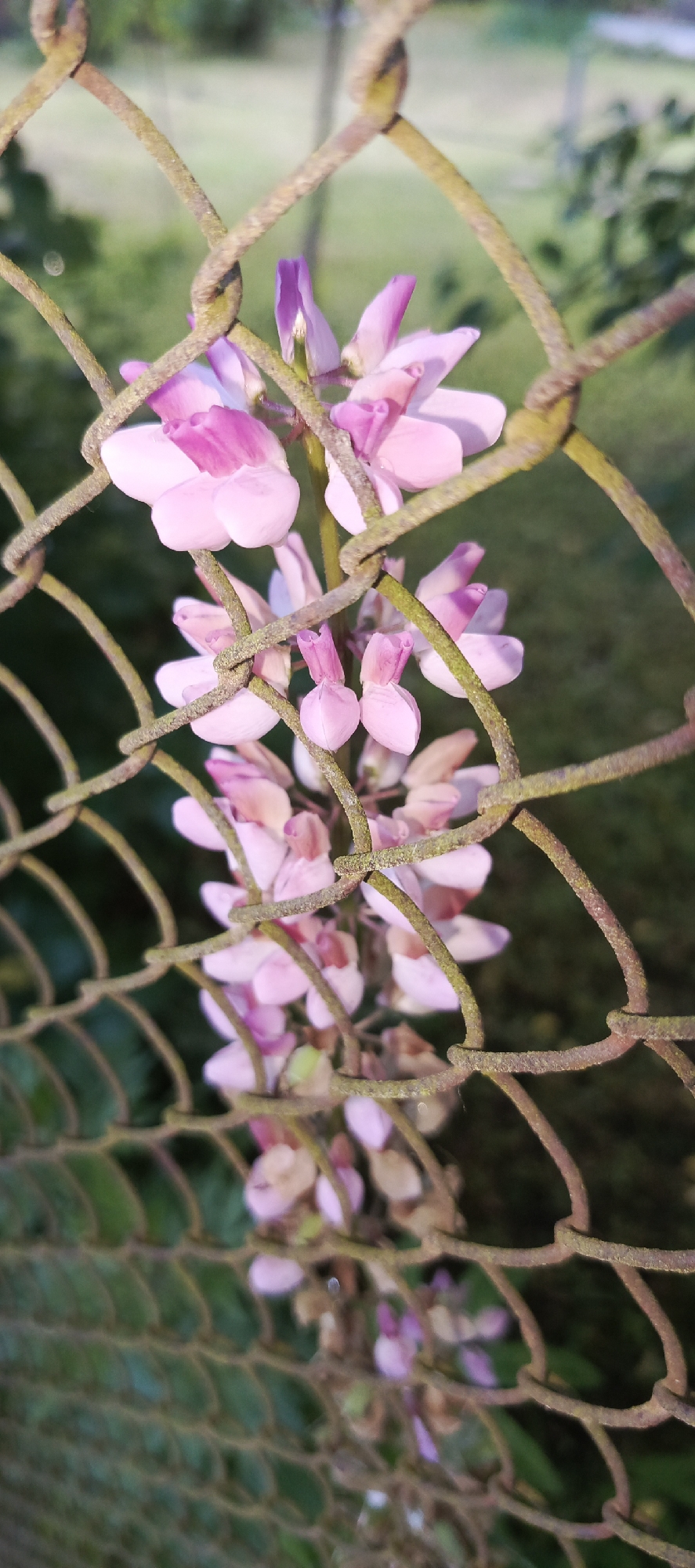 A close-up, vertical shot captures a cluster of pink and purple lupine flowers intertwined with a rusty chain-link fence. The flowers are the main subject, with their delicate petals and elongated bloom spikes visible through the diamond-shaped openings of the fence. The fence itself is weathered, showing signs of rust and a greenish patina in some areas. The background is softly blurred, revealing hints of green foliage and what appears to be a grassy area, suggesting an outdoor setting. The lighting indicates it might be early morning or late afternoon, casting a warm glow on the scene. The image evokes a sense of natural beauty juxtaposed with urban or man-made elements. This scene is located in the city of Merchalovo, Russia.