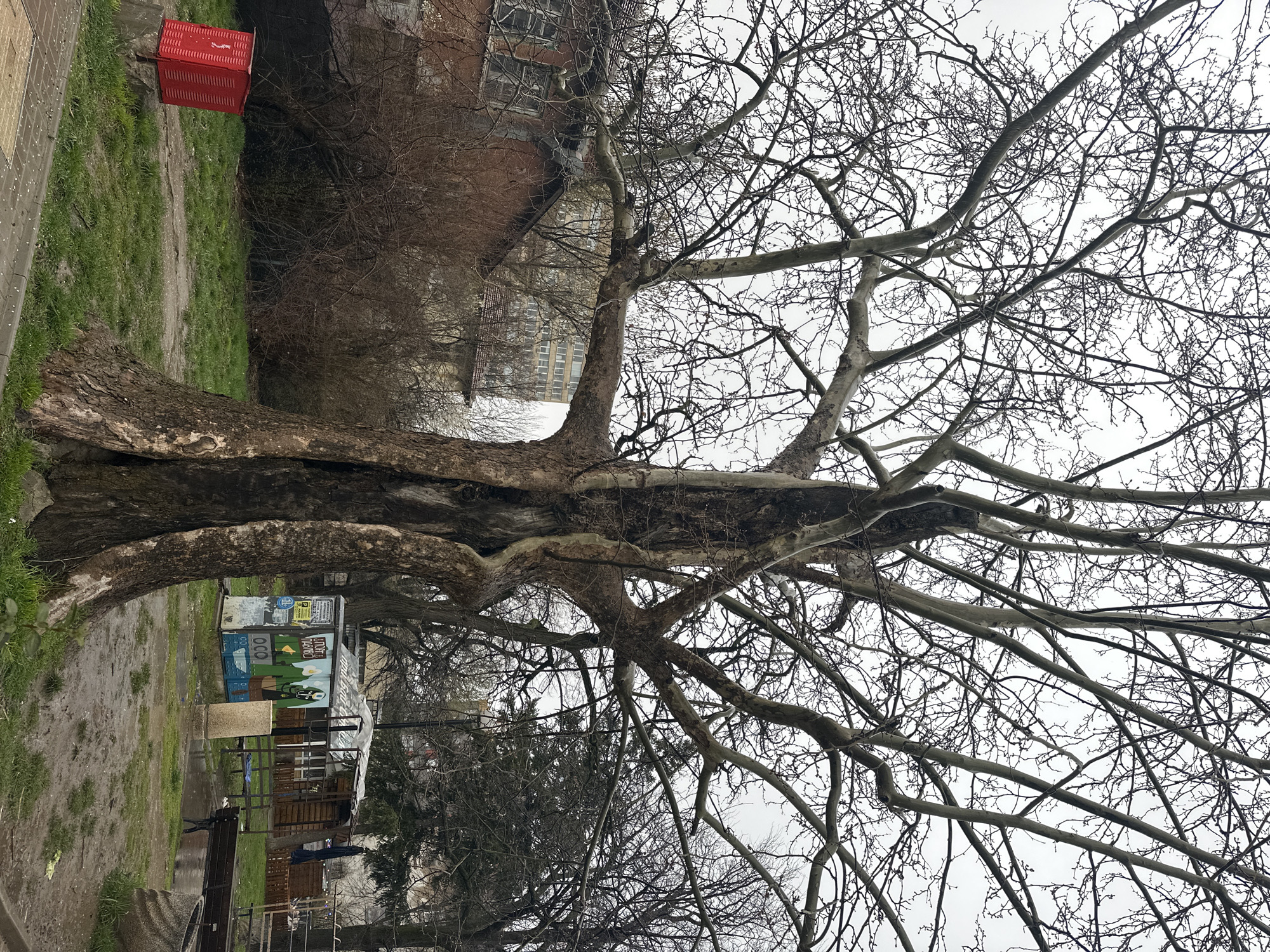 This is an outdoor scene in Sofia, Bulgaria, featuring a very large, old, leafless tree as the dominant subject. The tree's thick trunk, with a partially hollowed-out section, extends into numerous spreading branches against a gray sky. The background contains glimpses of urban elements including buildings, with one appearing to be multi-storied. Below the tree is a structure with visible graffiti. The ground is damp, and there's a hint of a park-like setting with patches of grass. A red object sits on a ledge adjacent to the tree in the top left of the frame. The overall impression is one of urban nature, with the old tree providing a stark contrast to the surrounding built environment.