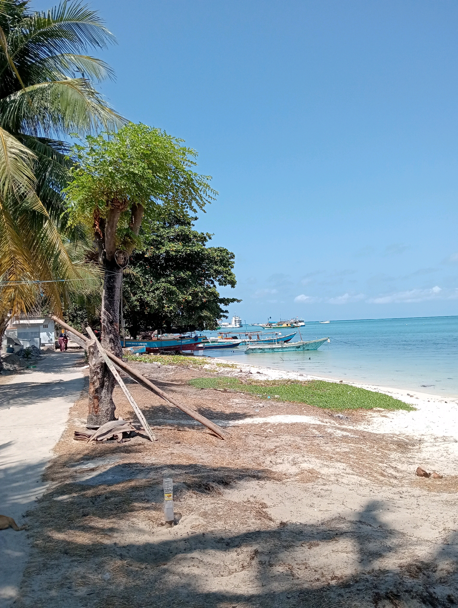 The image depicts a coastal scene in Pagerungan Kecil, Indonesia. In the foreground, a sandy area with scattered dry vegetation and shadows of palm trees stretches towards the water. A narrow paved path runs along the left side of the image, bordered by palm trees and a small building. Further back, several boats are anchored in the clear, turquoise water. The sky is a bright, cloudless blue. A small, light-colored dog is visible in the lower left corner of the frame.