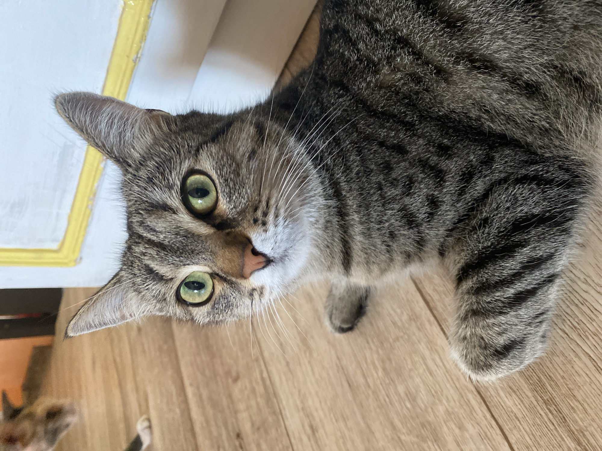A tabby cat with bright green eyes is lying on a light-colored wooden floor, looking directly at the camera. The cat's fur is a mix of gray, brown, and black stripes. Its nose is pink, and its whiskers are long and white. The background is slightly blurred, showing another cat in the distance and a piece of furniture with a yellow trim. The scene appears to be indoors, likely in a residential setting. The location is not specified in Tujmazy, Russia or any other location.