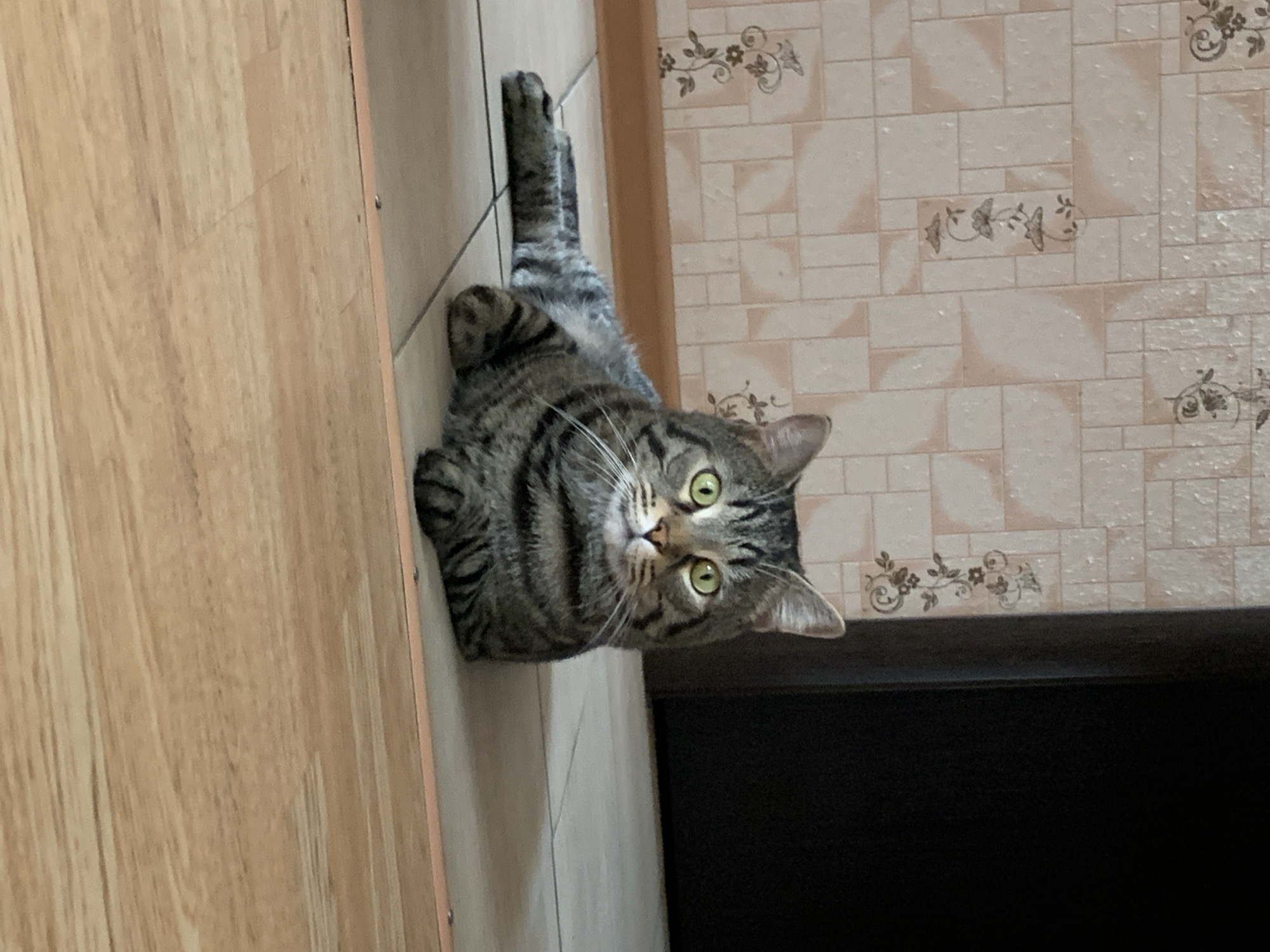 A tabby cat is captured in an indoor setting, lying on its back on a light-colored wooden floor. Its head is tilted upwards, and its bright green eyes are wide open, looking directly at the viewer. One of the cat's hind legs is extended straight up, seemingly propped against the wall adjacent to the floor. The cat's body displays its characteristic striped tabby fur.
The background features a wall covered in light-colored, textured wallpaper, patterned with rectangular blocks and interspersed floral or leafy decorative elements in a darker shade. To the right of the cat, a dark, rectangular opening, possibly a doorway or cabinet entrance, is visible. The scene suggests a casual moment in a domestic environment. There is no visible text.
