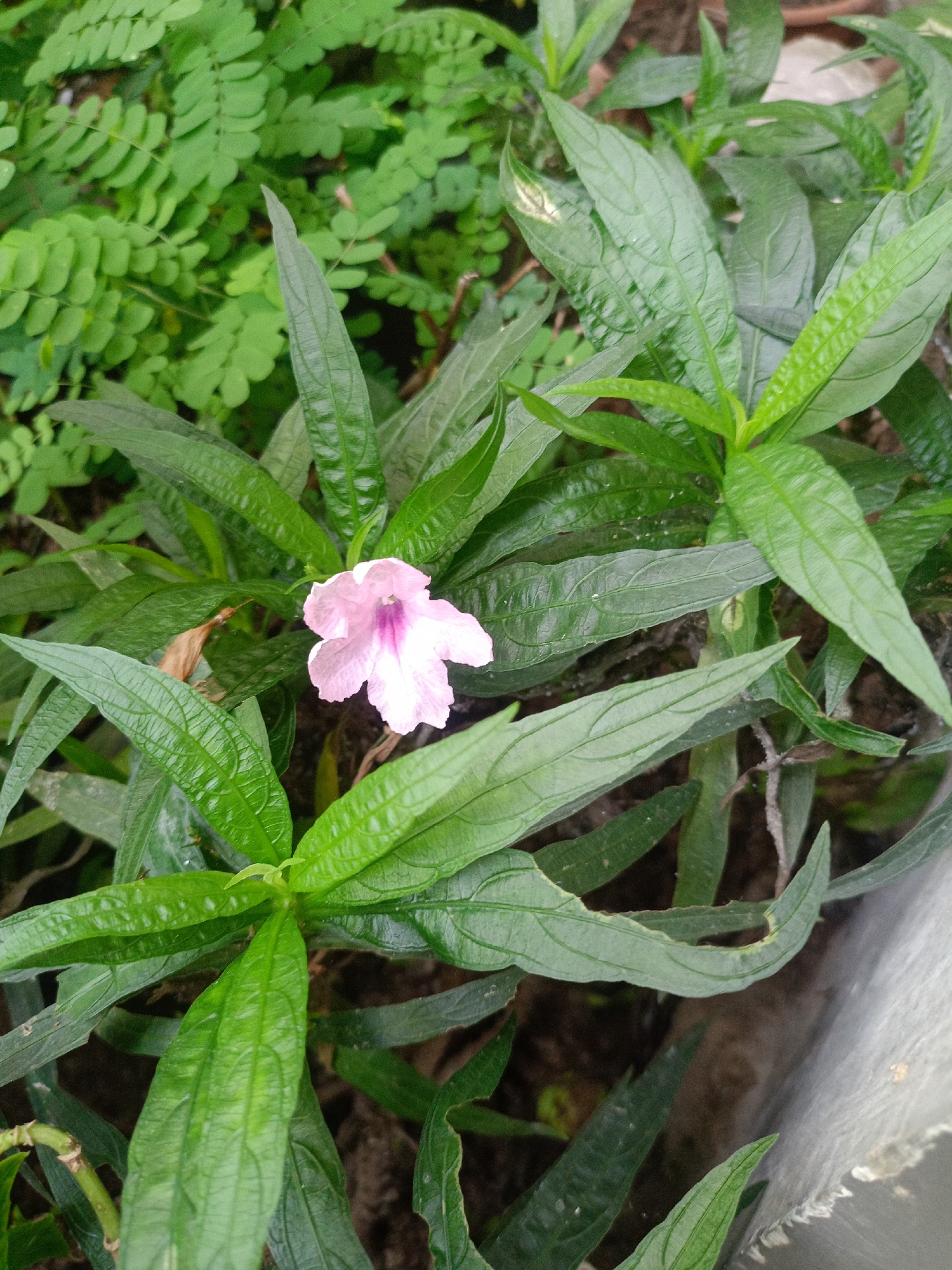 The image shows a pink flower blooming amidst green foliage. Some of the leaves have small holes or damage. In the background, there is a different type of green plant with smaller leaves. The scene is in a garden or natural setting, possibly in Buketteukuh, Indonesia. There are no visible people, actions, or interactions. The focus is on the flower and the surrounding vegetation. A white object can be seen to the bottom right.