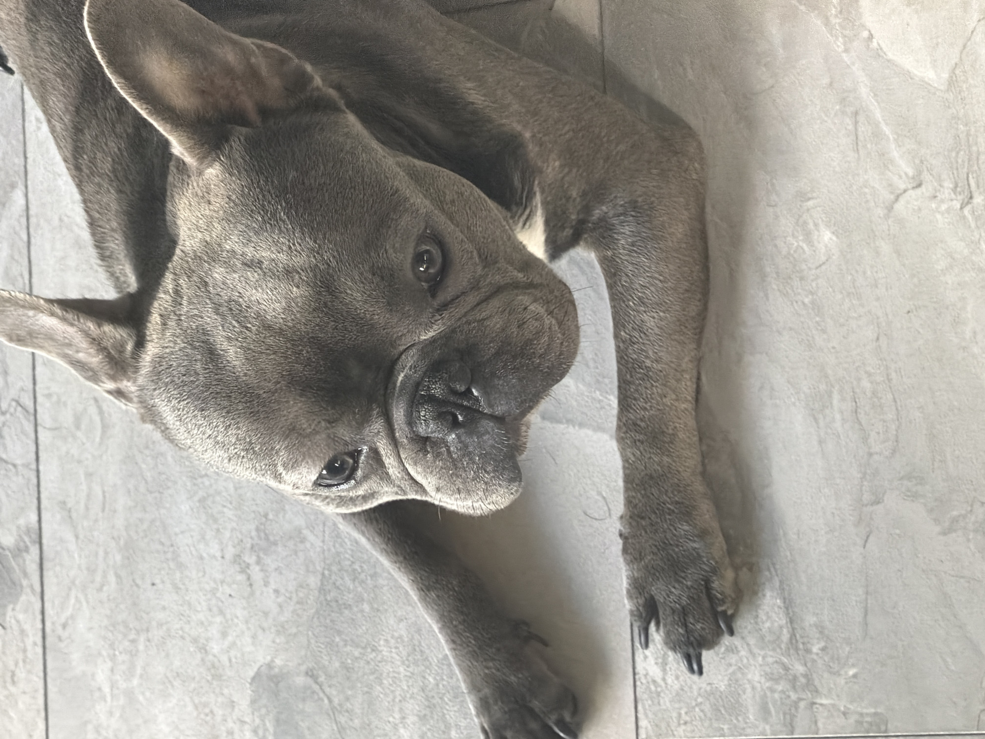 A French Bulldog is lying on a tiled floor. The dog is facing the camera with its head slightly tilted. Its eyes are open and it appears to be looking directly at the camera. The dog's ears are perked up. The floor is made of light gray tiles with a subtle pattern. The overall lighting suggests it is daytime, possibly indoors with natural light. There are no people or other animals visible in the image. The location in Ruse, Bulgaria cannot be determined from the image.