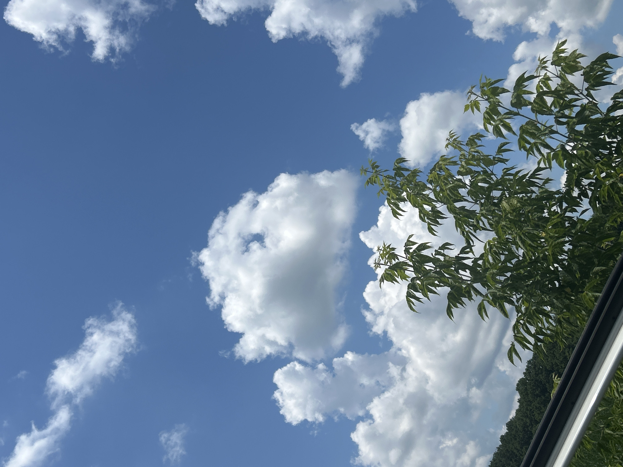 The image captures a bright, cloud-filled blue sky, with a cluster of green leaves and branches from a tree dominating the upper right quadrant. The leaves are a vibrant green, suggesting they are healthy and in full foliage. Scattered throughout the sky are fluffy white cumulus clouds, some appearing larger and more defined than others, indicating fair weather. The sun is not directly visible but its bright light illuminates the scene, suggesting it is daytime, likely mid-morning or afternoon given the intensity of the light and the contrast of the clouds.
The bottom right portion of the image shows a sliver of what appears to be a dark grey object with a metallic sheen, possibly a part of a vehicle or a structure, positioned diagonally. Beyond the tree branches, a dense line of dark green trees forms a backdrop along the horizon, indicating a natural or forested setting. The overall impression is one of a serene and pleasant day, likely outdoors in a rural or semi-rural location in Velykyi Trostianets, Ukraine, given the context. There is no visible text in the image.