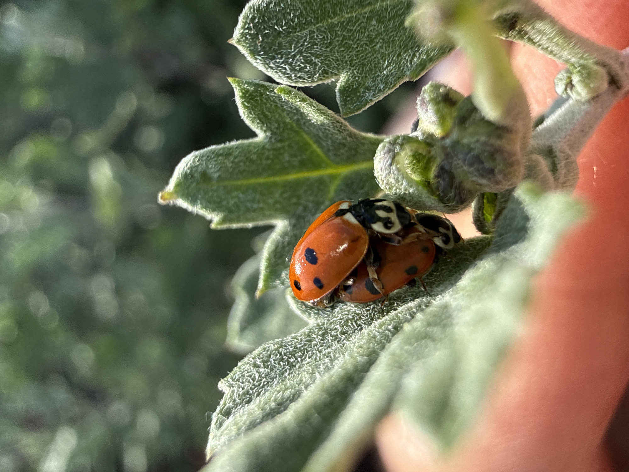 Two ladybugs are mating on a fuzzy green leaf. The ladybugs are red with black spots. One ladybug is on top of the other. The leaf is part of a plant with a fuzzy texture. The background is blurred green foliage. There is also a hint of a person's skin in the lower left corner.