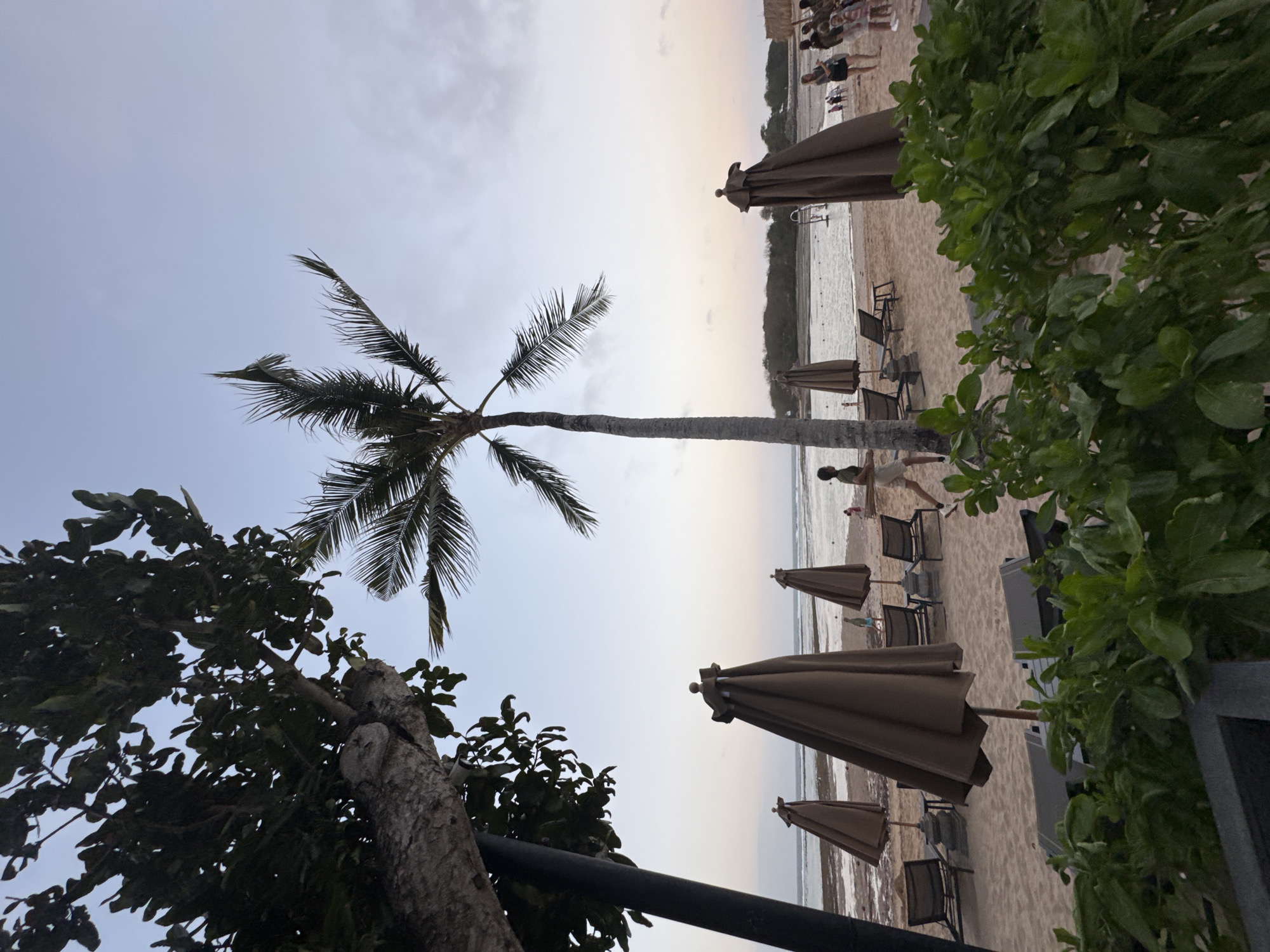 The image depicts a beach scene in Kuta Selatan, Indonesia, likely at dusk. A prominent palm tree stands tall on the sandy shore, with its fronds extending towards the pale sky. Several closed beach umbrellas are strategically placed on the sand, some near lounge chairs. In the distance, people can be seen walking along the shoreline and near the water's edge. The ocean stretches out, with some rocky formations visible in the water. Lush green foliage frames the foreground of the image, adding a natural element to the scene. The overall atmosphere suggests a peaceful and relaxing evening on the beach.