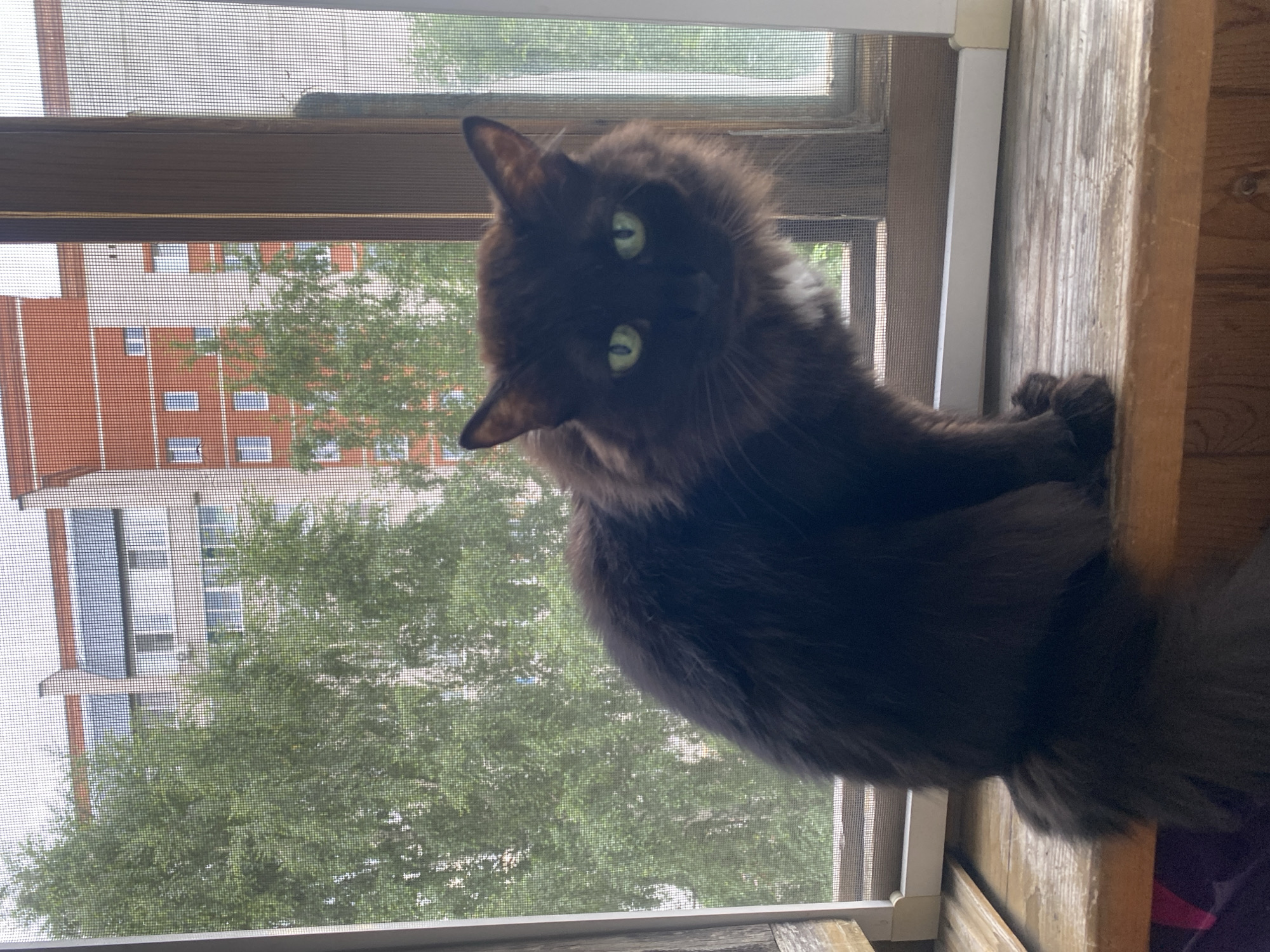 A dark brown, fluffy cat with bright green eyes sits on a wooden windowsill. The cat is looking directly at the camera. Behind the cat, a window with a screen shows trees and a brick building. The scene appears to be indoors looking out.