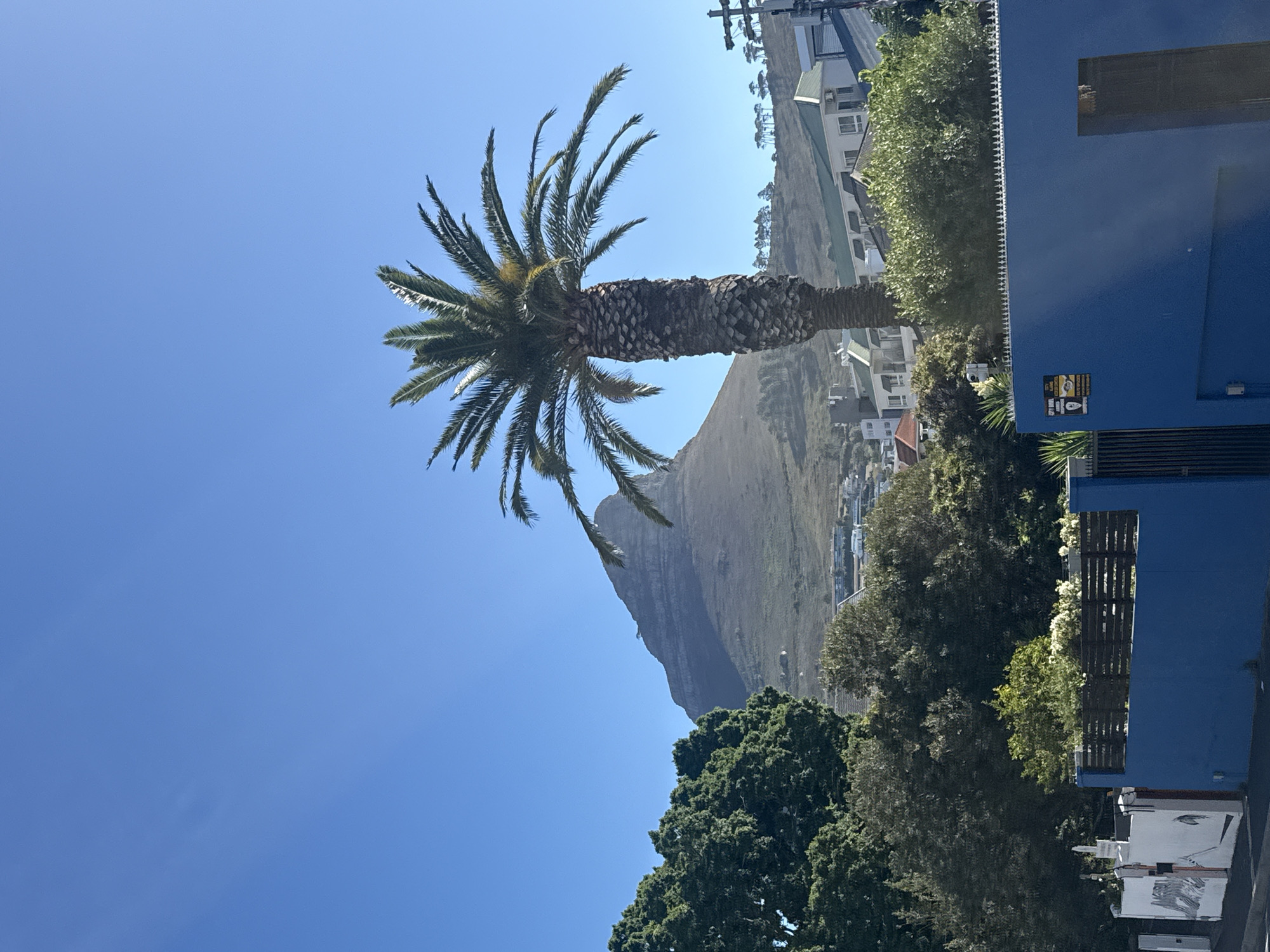 The image displays a daytime view of a residential area in Cape Town, South Africa, with Lion's Head mountain dominating the background under a clear, cloudless blue sky. A tall, mature palm tree with green fronds and a textured trunk stands prominently to the right of the frame, partially obscuring multi-story residential buildings visible on the middle-ground hillside. Lush green trees and bushes are scattered throughout the mid-ground. In the immediate foreground, a royal blue perimeter wall, topped with white anti-climb spikes, occupies the lower right, featuring a black metal gate and a yellow and black "CITY BOWL ARMED RESPONSE" security sign. To the far left foreground, a white wall with abstract black and white graffiti is visible alongside a utility pillar. No individuals are present, and no discernible actions or interactions are depicted in the static scene.