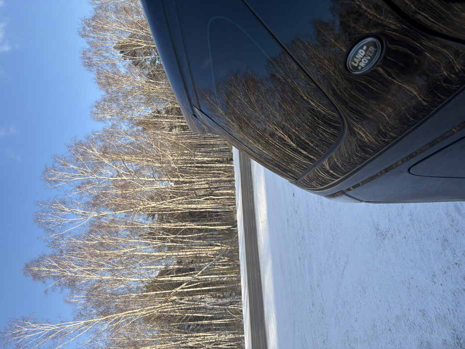 The image captures a winter scene in Taskino, Russia. The rear passenger side of a dark, possibly black, Land Rover SUV occupies the right portion of the frame, angled towards the left. The vehicle's paintwork is glossy and reflects the surrounding environment, including numerous bare tree trunks and a bright sky. The distinct "LAND ROVER" badge is visible on the vehicle's rear panel. The ground in the foreground and middle ground is covered with a layer of undisturbed snow. A two-lane asphalt road, dark in color, runs horizontally across the mid-ground, separating the snowy foreground from a dense forest. The forest consists primarily of tall, slender birch trees with white bark, currently devoid of leaves, indicating winter conditions. A clear, bright blue sky with minimal cloud cover dominates the upper portion of the image. No individuals are present, and no discernible actions or interactions are depicted.