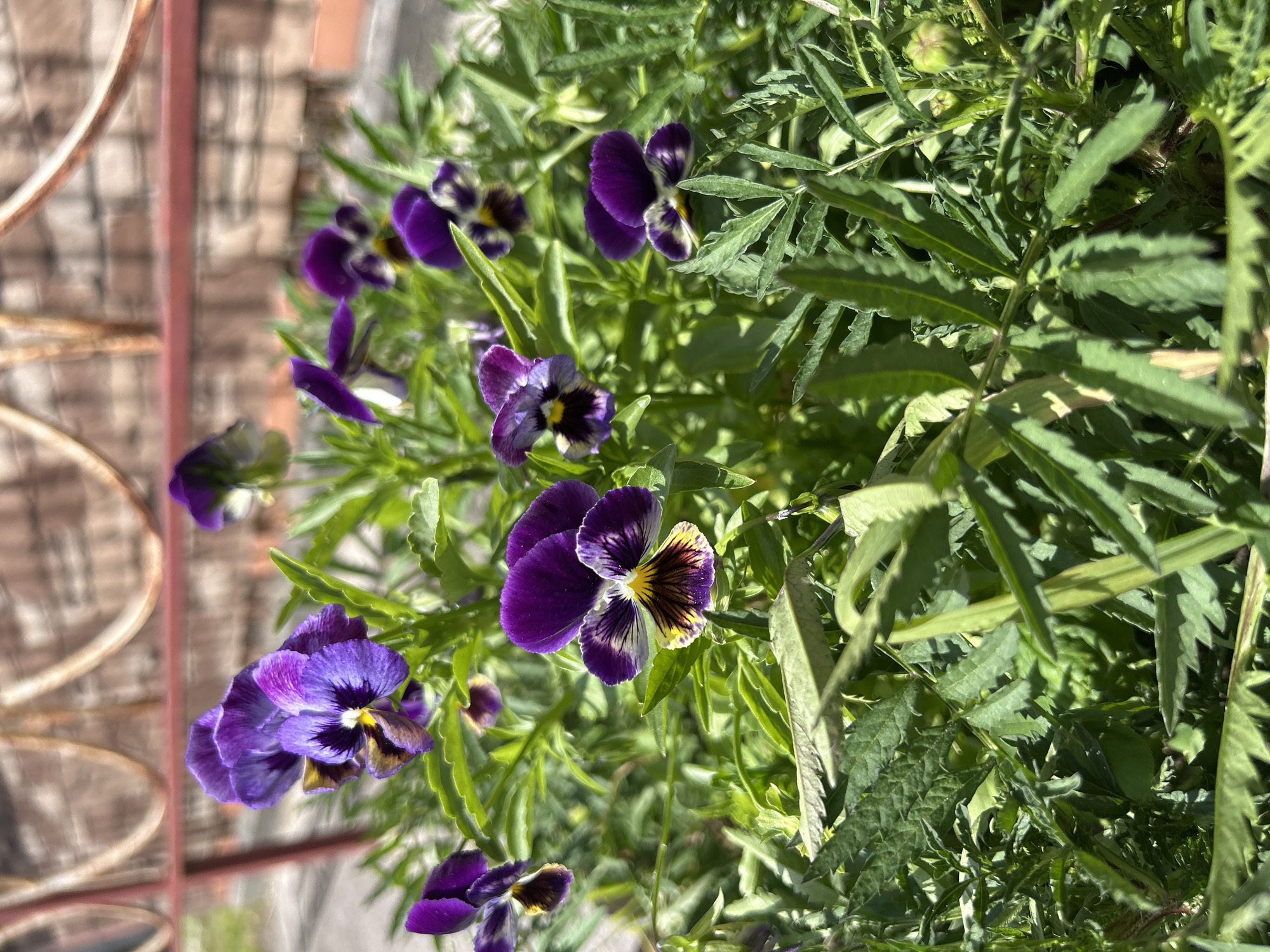 This image depicts a close-up view of a cluster of purple pansies in bloom. The flowers exhibit a variety of shades of purple, with some featuring darker markings and yellow accents in their centers. They are surrounded by lush green foliage, suggesting an outdoor setting, likely a garden or park. In the background, a blurry element of a red metal fence and a brick wall can be observed, indicating an urban or suburban environment. The lighting suggests it is daytime, with sunlight illuminating the flowers and casting shadows. There are no people or animals visible in the scene. The specific location in Bila Tserkva, Ukraine, cannot be determined from the visual information present in the image alone.