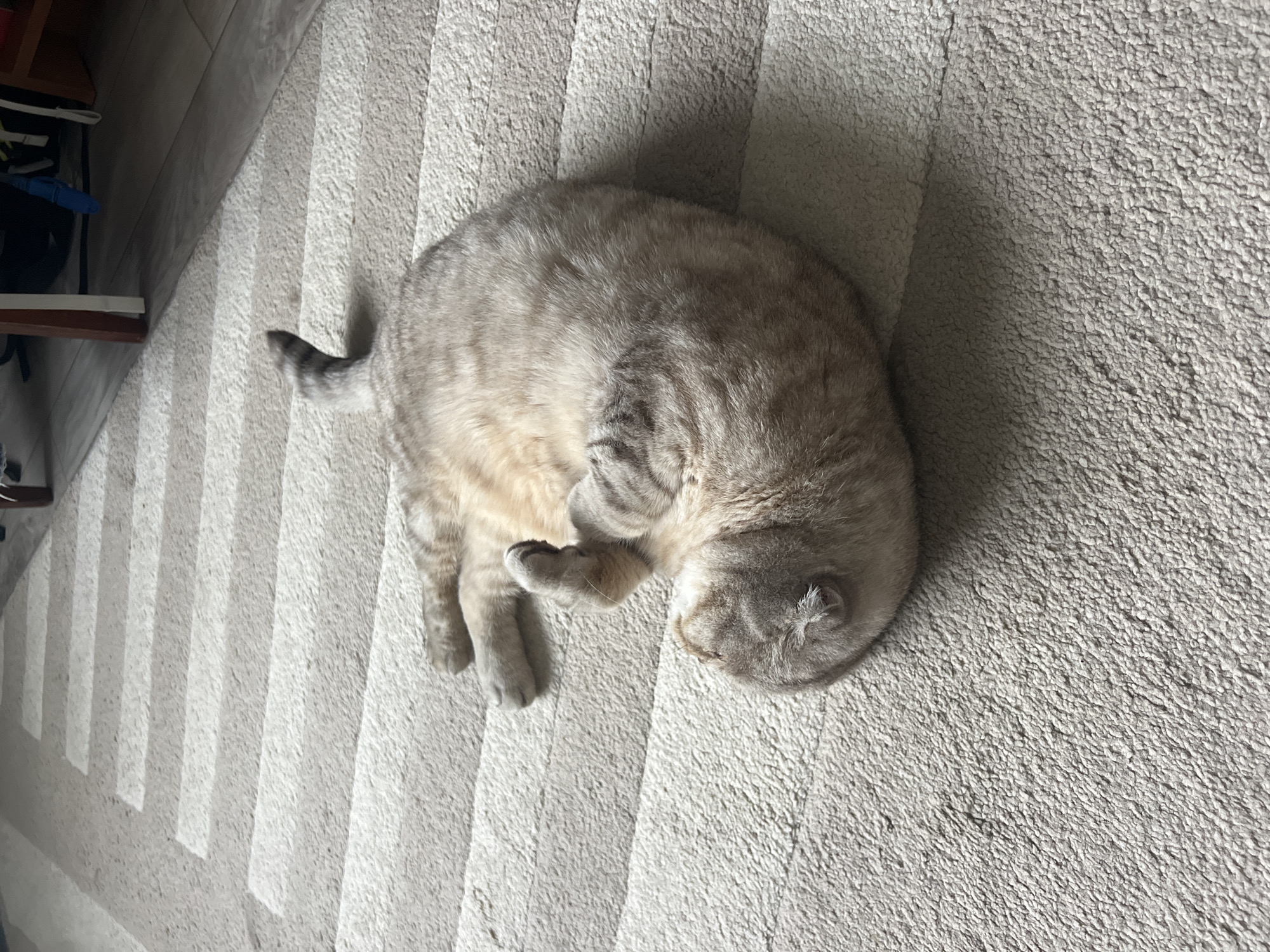 A greyish-beige tabby cat with darker stripes is depicted curled up and resting on its side on a textured carpet. The cat appears to be in a deep state of relaxation or sleep, with its paws tucked beneath its body and its head resting gently on the floor. Its fur has a plush appearance.
The carpet features a pattern of alternating light and slightly darker diagonal stripes across its surface. The lighting, likely natural light from an unseen window, casts subtle shadows, highlighting the carpet's texture and pattern, indicating it is daytime. In the upper left corner of the image, parts of a wooden furniture item, possibly a shelf or cabinet, are visible, along with some dark, indistinct objects. An adjacent wooden or laminate floor is also partially seen. The scene presents a peaceful indoor domestic setting, typical of a home in Chaikovsky, Russia. There is no visible text.