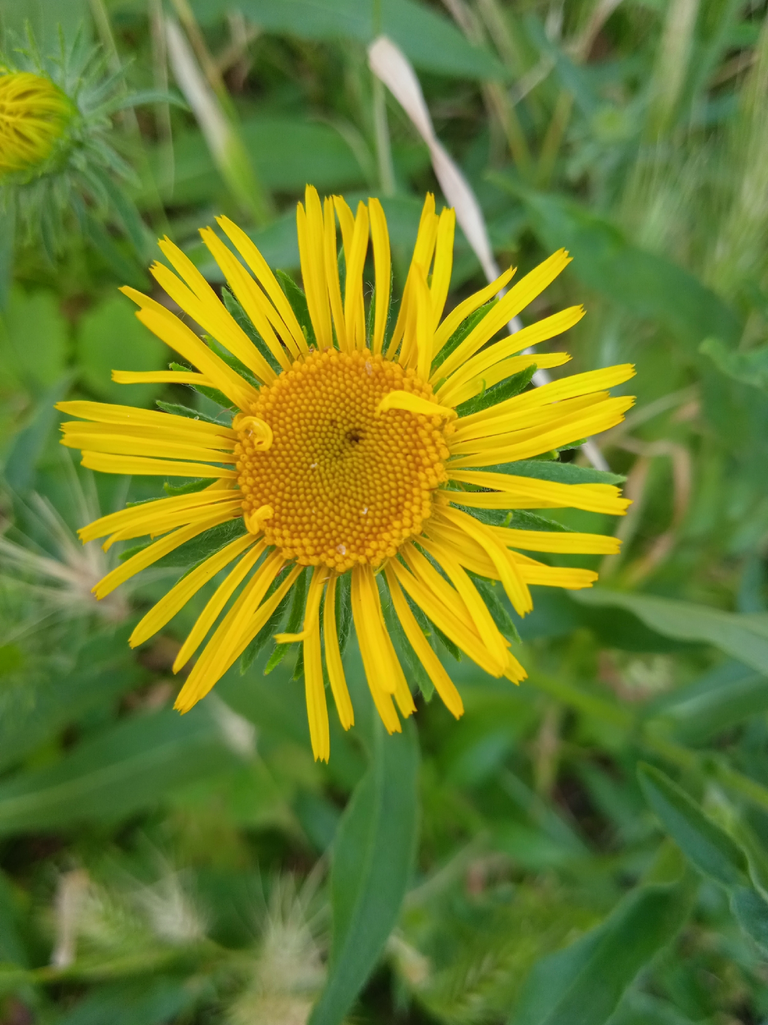 A close-up, top-down view of a yellow daisy-like flower is centered in the frame, surrounded by a soft-focus green background of leaves and foliage. The flower's vibrant yellow petals radiate outward from a detailed, textured center composed of numerous small, bumpy yellow florets. One undeveloped bud of the same yellow color and shape is visible in the upper left corner, slightly out of focus. The natural light highlights the flower's intricate details, with subtle shadows and textures adding depth to its petals and center. The overall impression is one of natural beauty and delicate detail within a verdant environment.