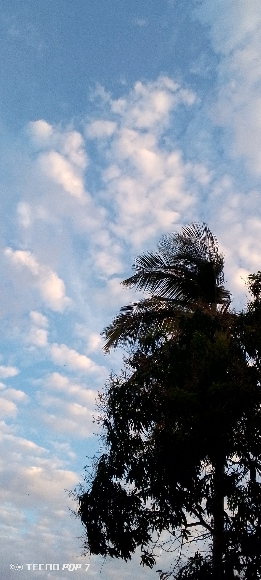 The image shows a partly cloudy sky above trees in Altagracia, Venezuela. The sky is blue with scattered white clouds. The upper portion of the frame shows the fronds of a palm tree blowing in the wind, while the lower portion shows the silhouette of a tree with dense leaves. The camera appears to have been pointed upward. The phone model "Tecno Pop 7" is displayed in the lower left corner of the image.