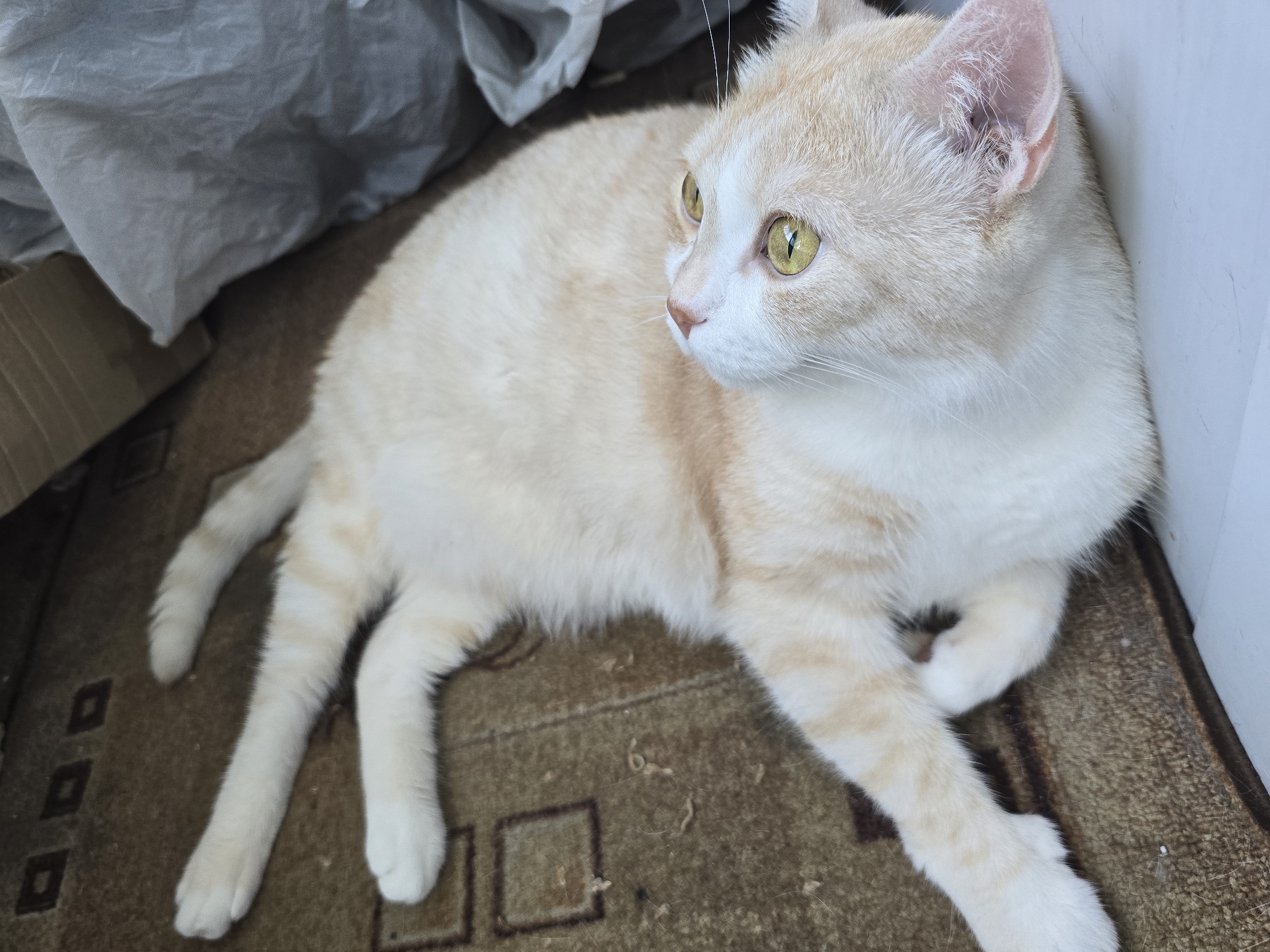 A light orange and white cat is lying on its back on a brown carpet with a square pattern. The cat's eyes are open and yellow, and it is looking upwards. Its paws are extended outwards. To the right of the cat, there is a crumpled grey fabric and a cardboard box. The scene is indoors, likely in a residential setting.